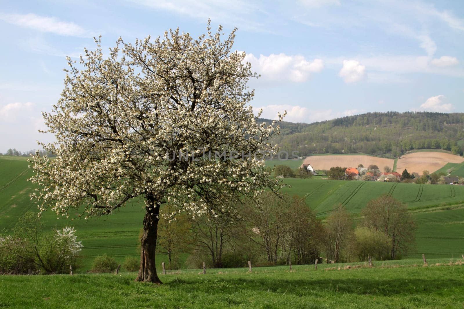 Cherry blossom in the Weser Uplands