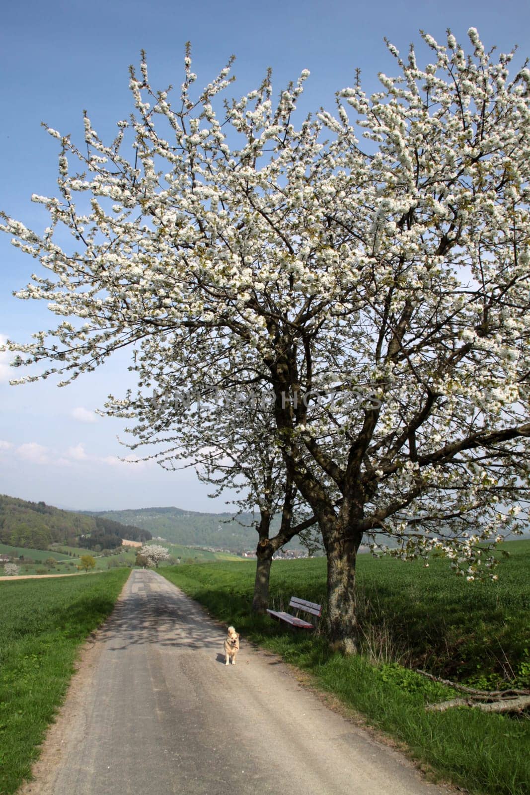 Cherry blossom in the Weser Uplands