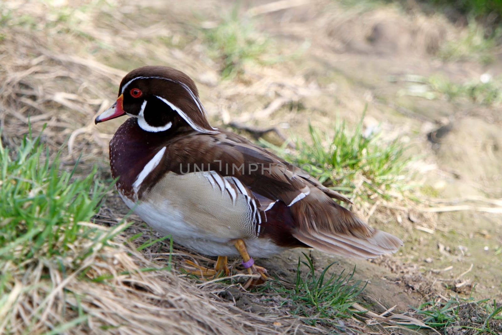 Bridal duck (Erpel in magnificent dress)