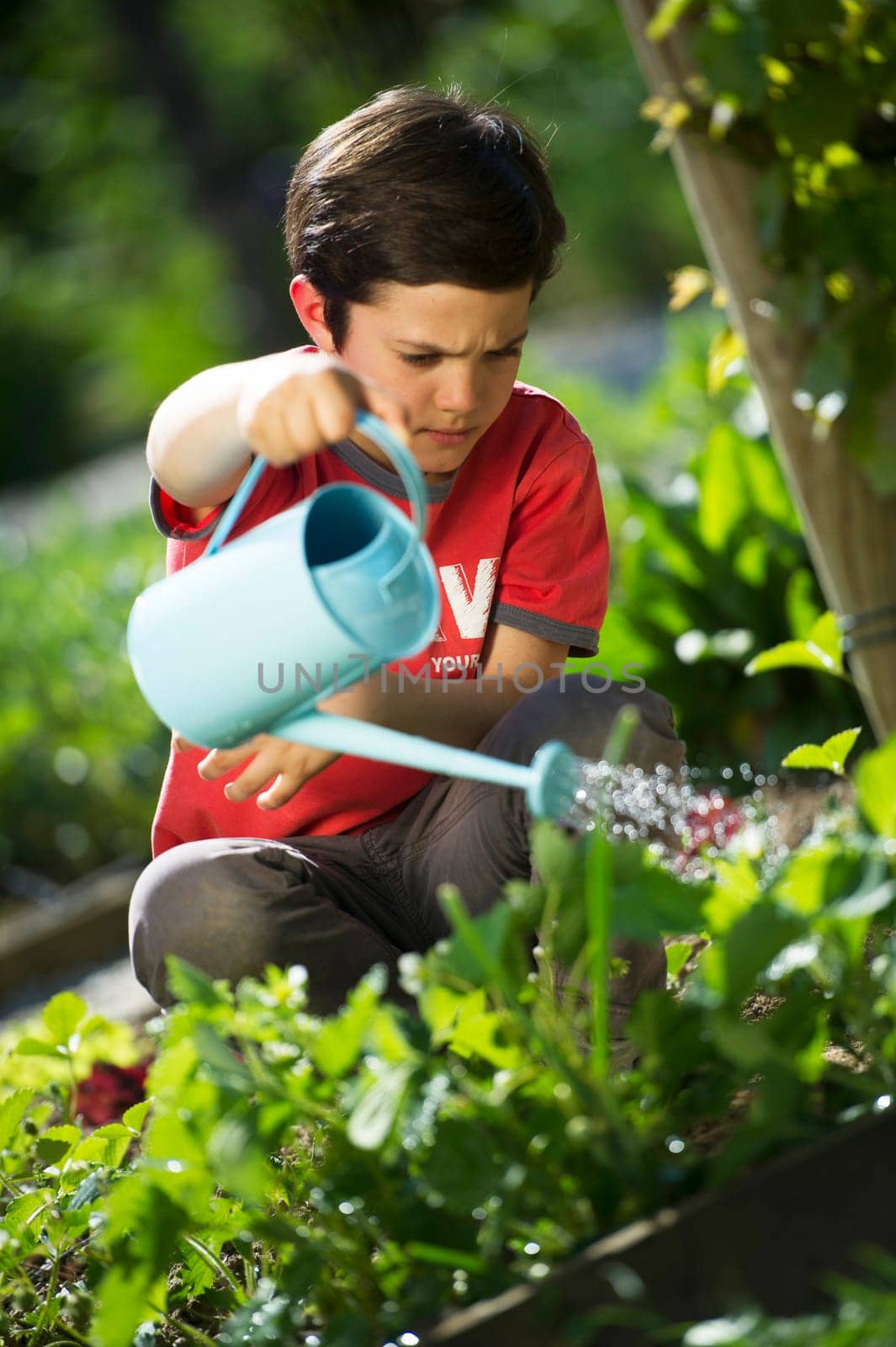 Jeune garçon arrosant les fraises du potager