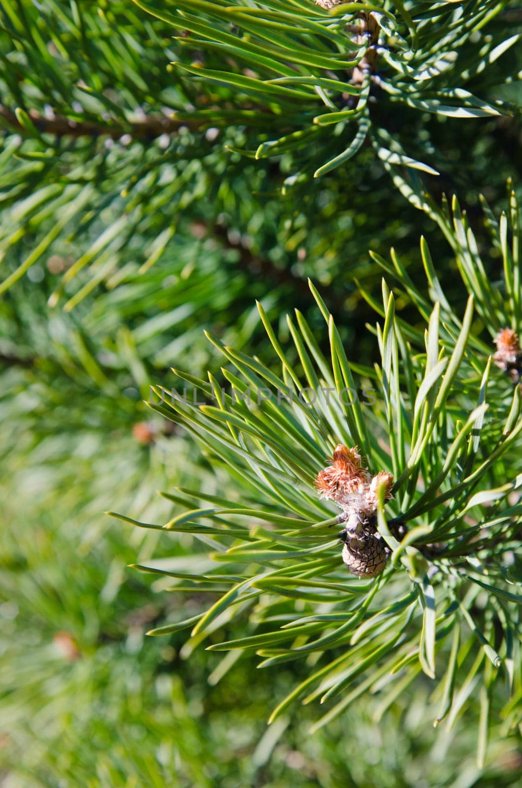 Pine spring blossoming bud, close-up