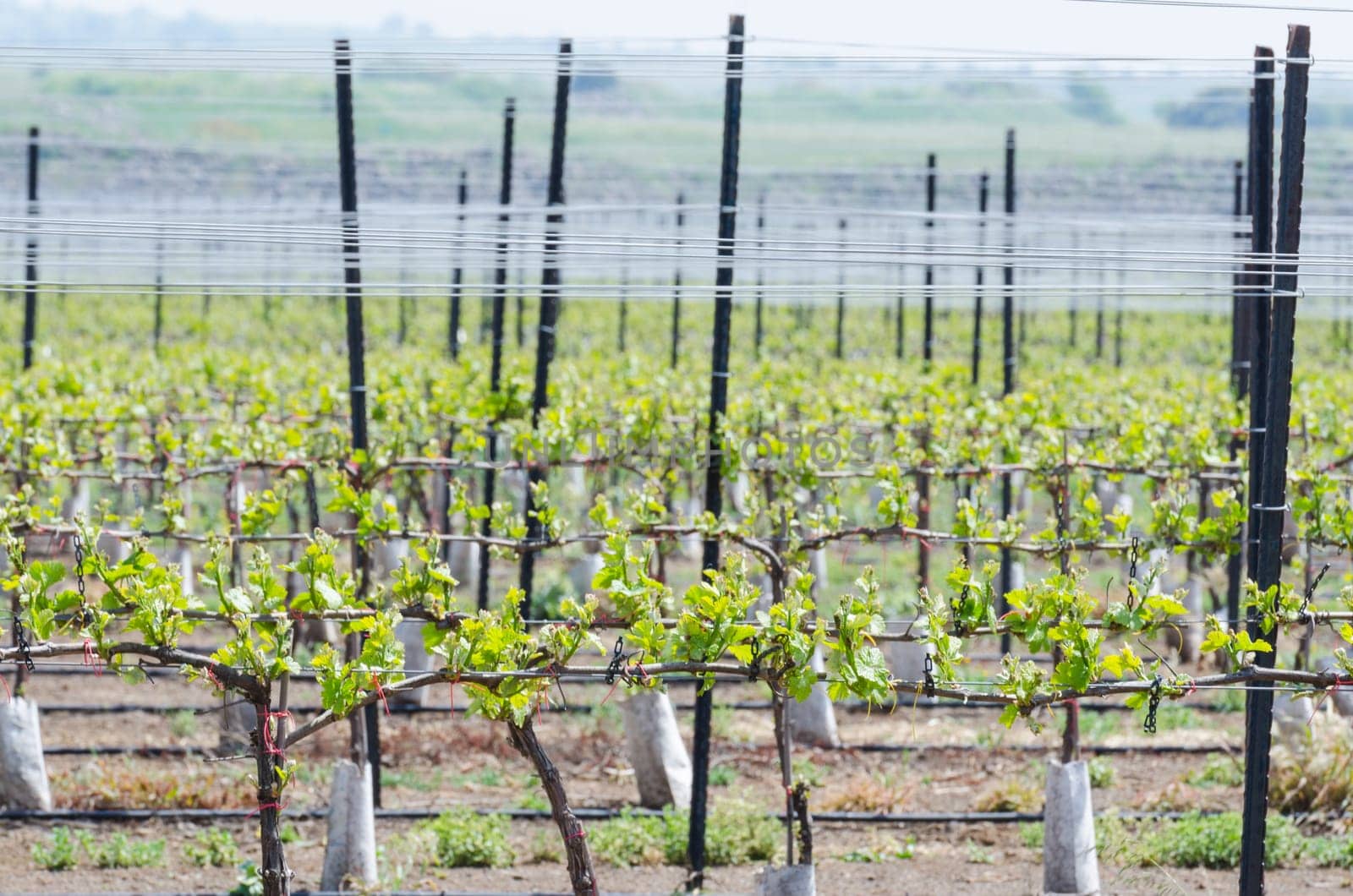 Fresh spring seedlings of wine grape on alpine plantation