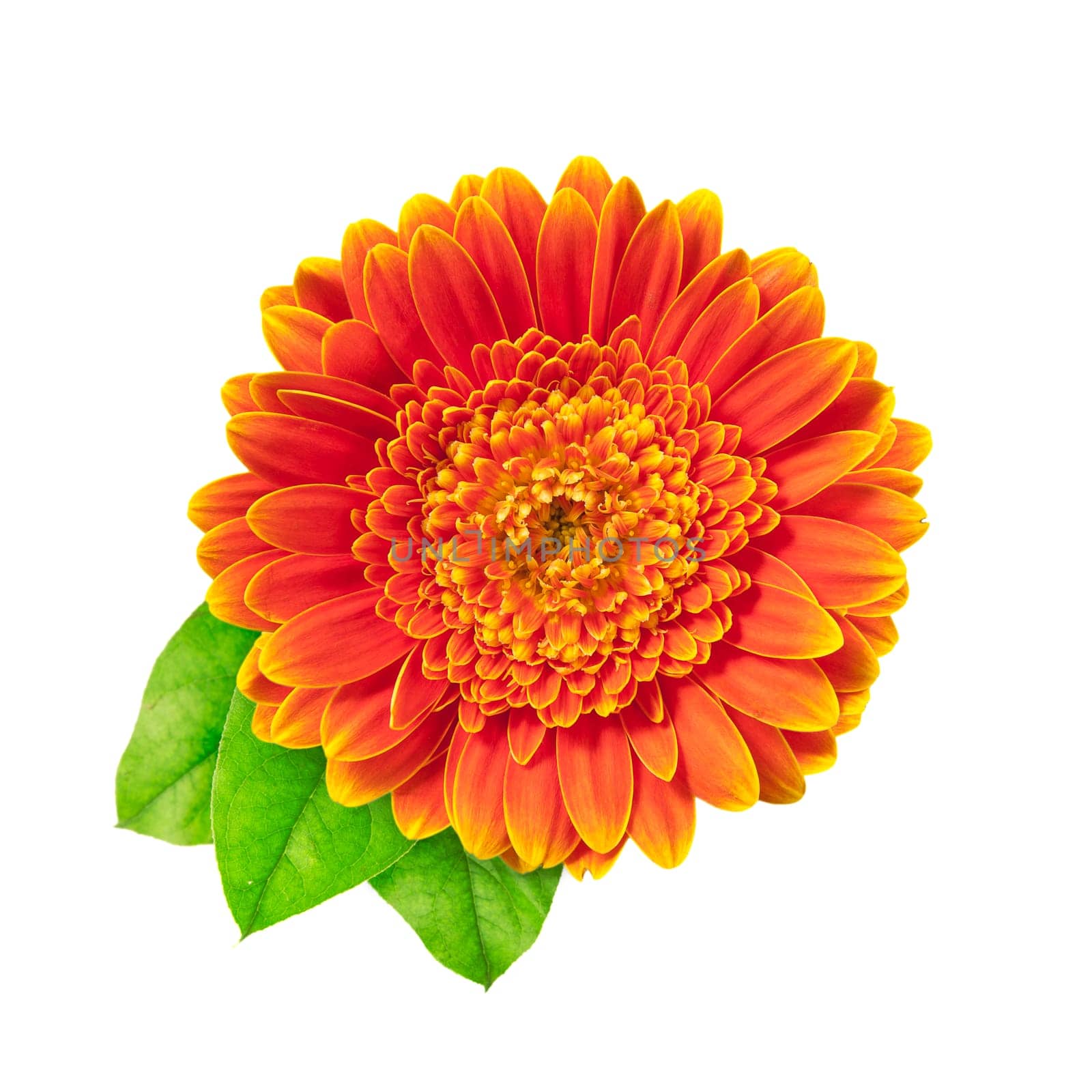 Orange gerberas daisy with three leaves isolated on a white background.
