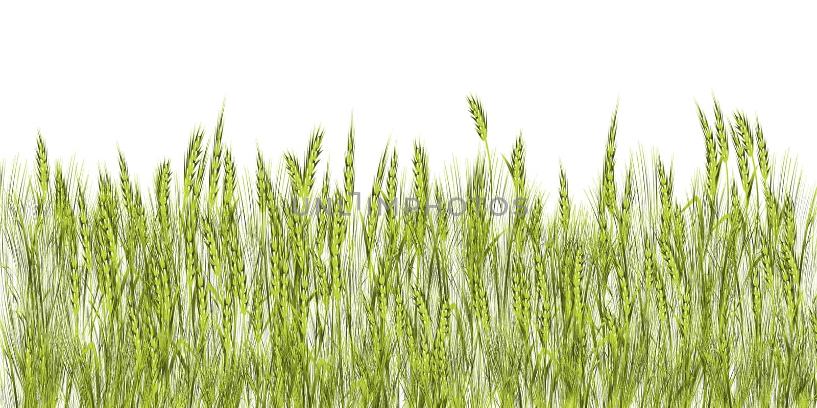 Green grass illustration against white background