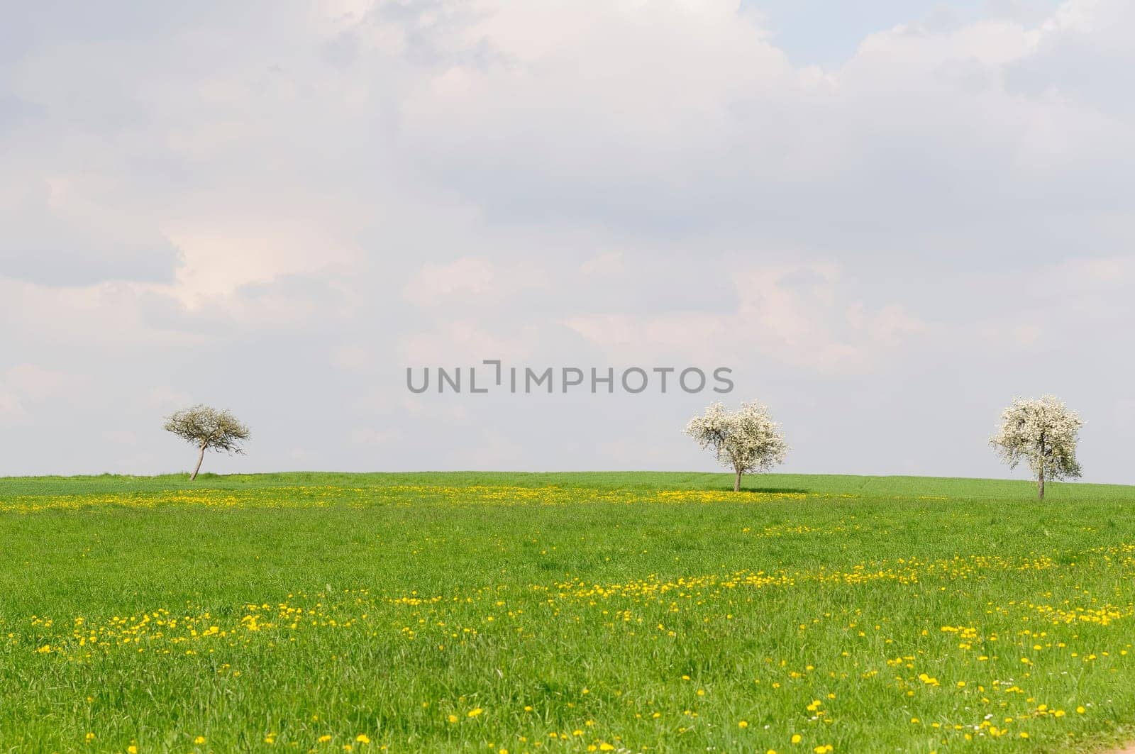 Flowering trees