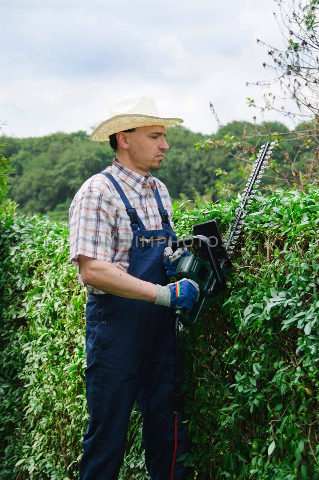Adult man in blue overalls (gardener), rubber boots and straw hat standing on a large plot and cut the hedge with an electric hedge trimmer.