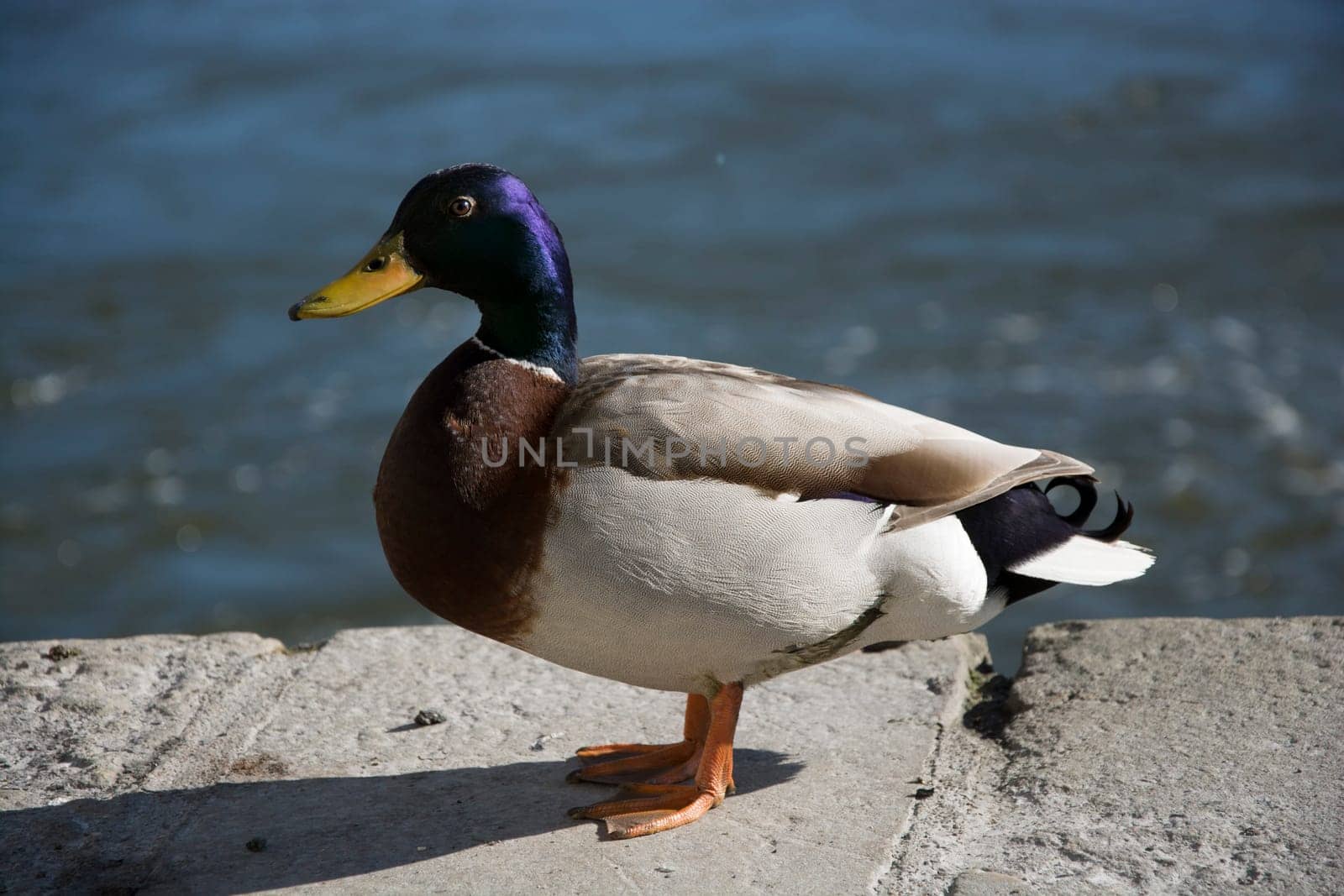 Wild duck