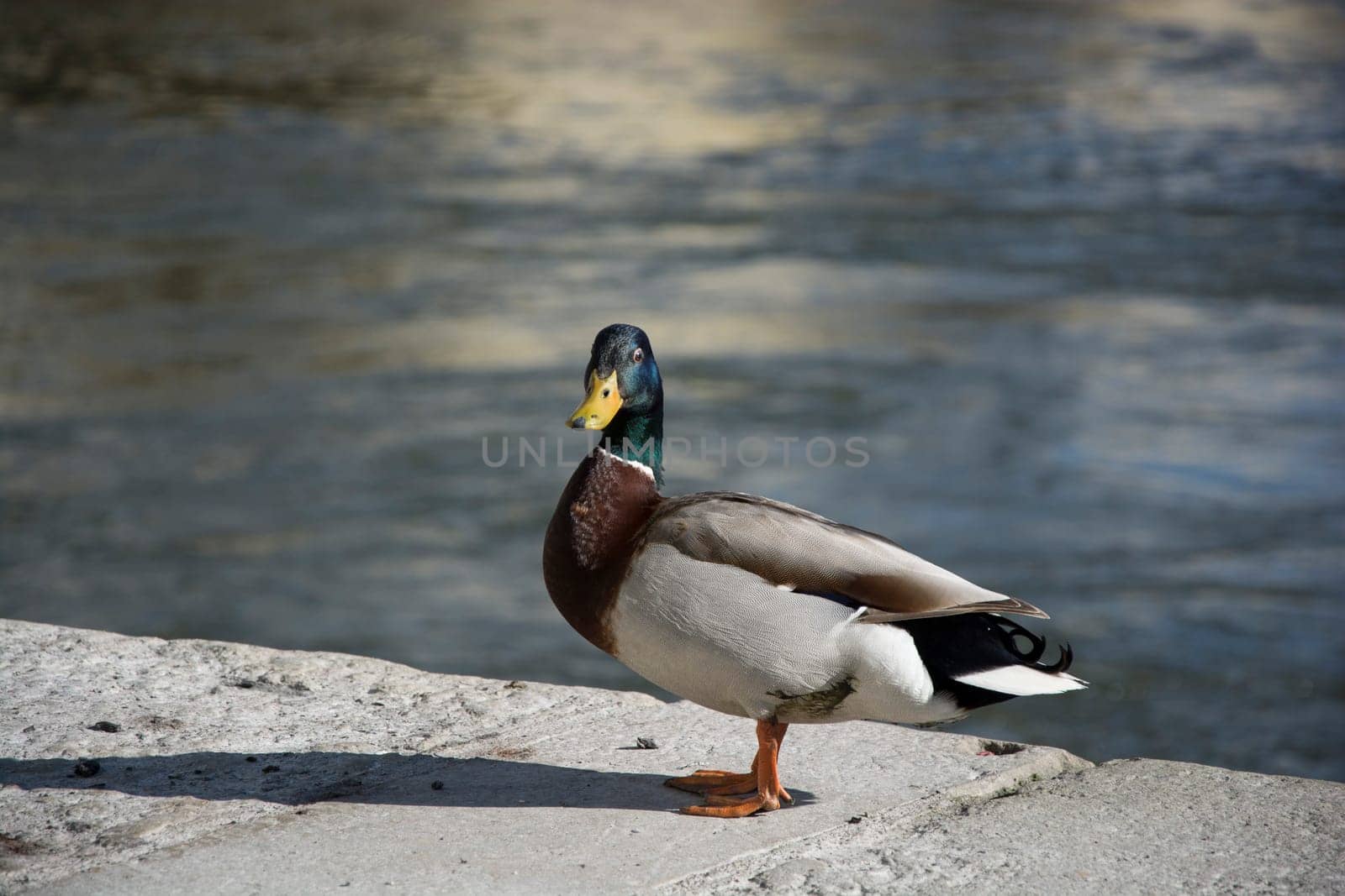 Wild duck