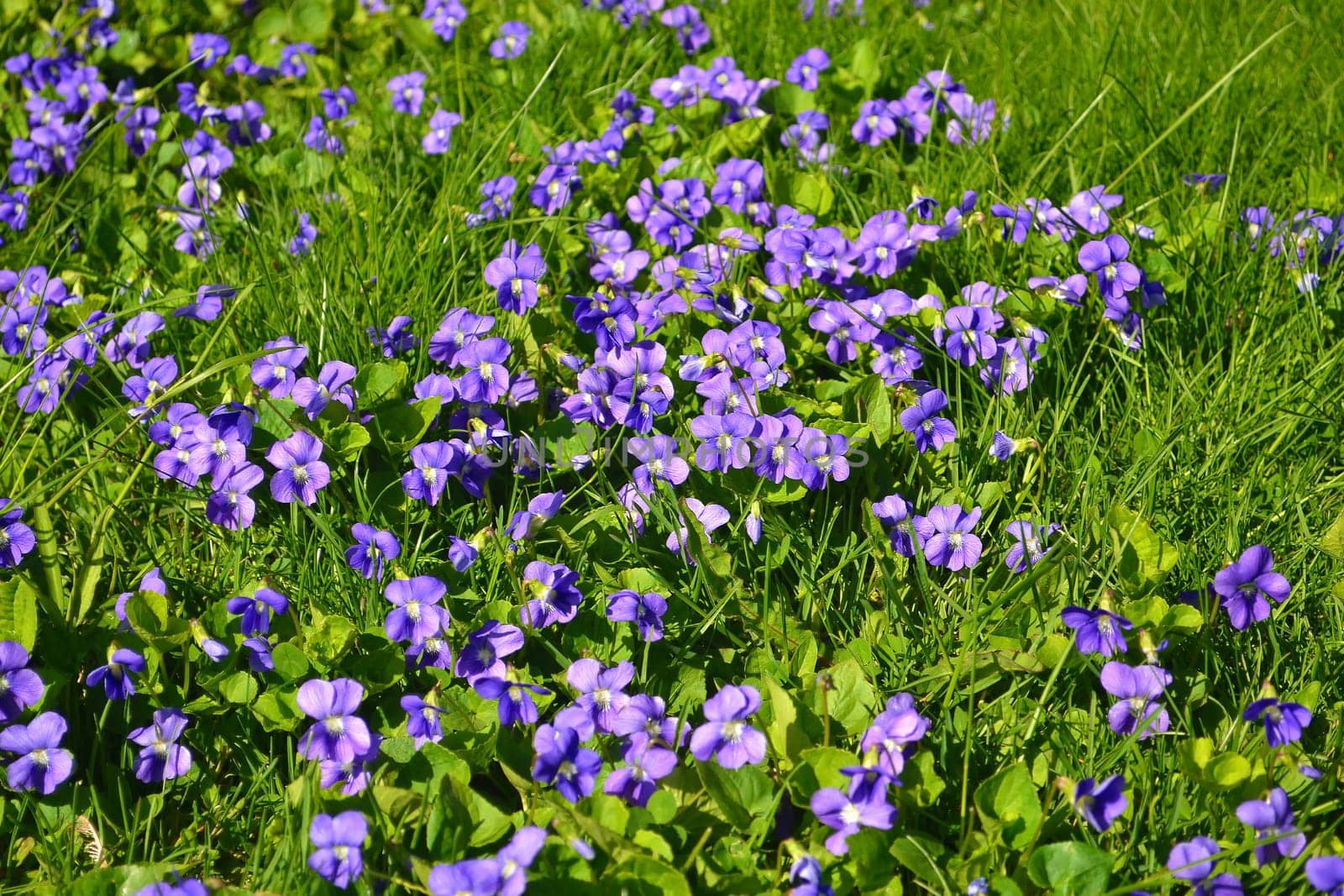 Beautiful violets blooming in a field of green grass under very nice sunshine.