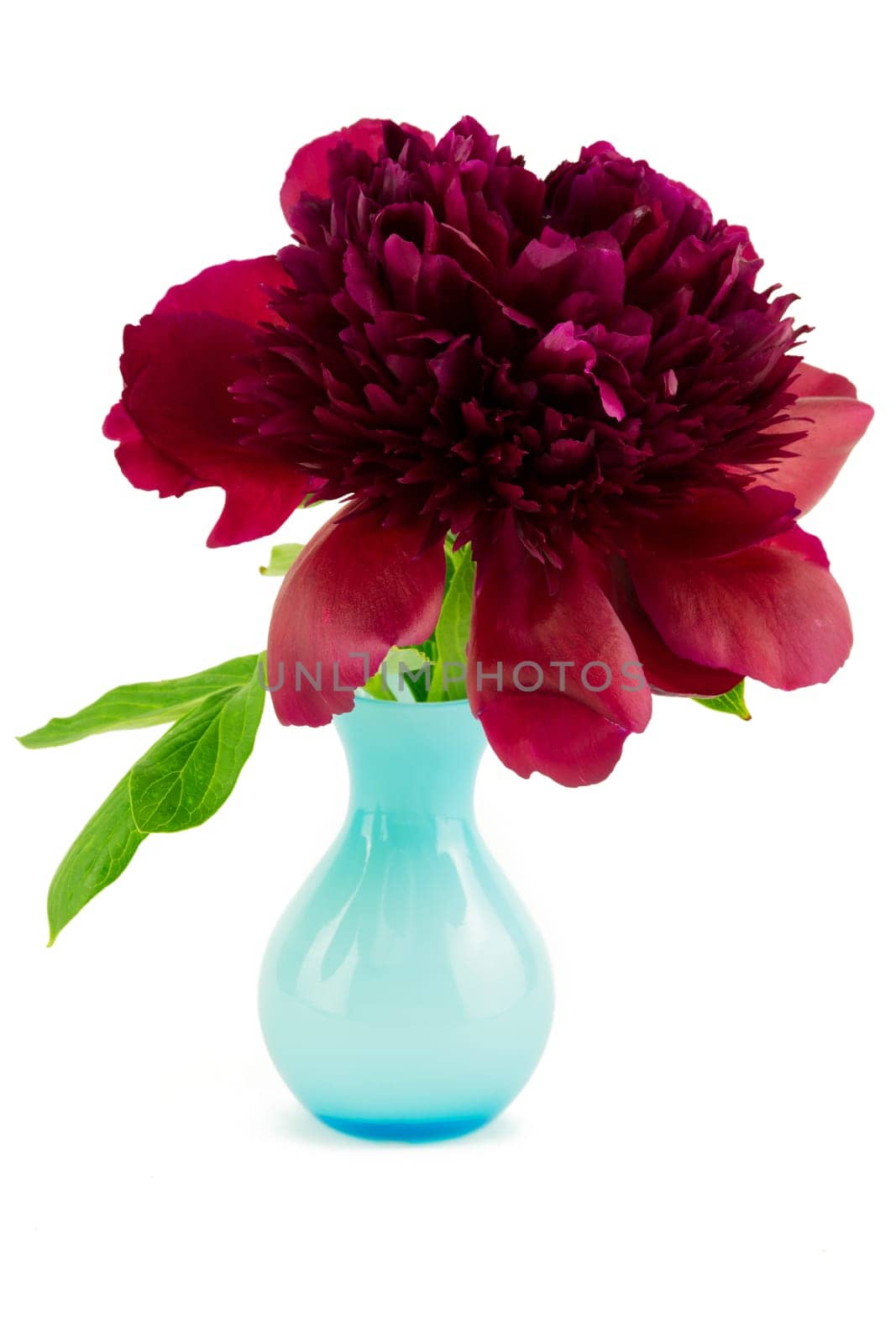 Peonie,red peony against a white background