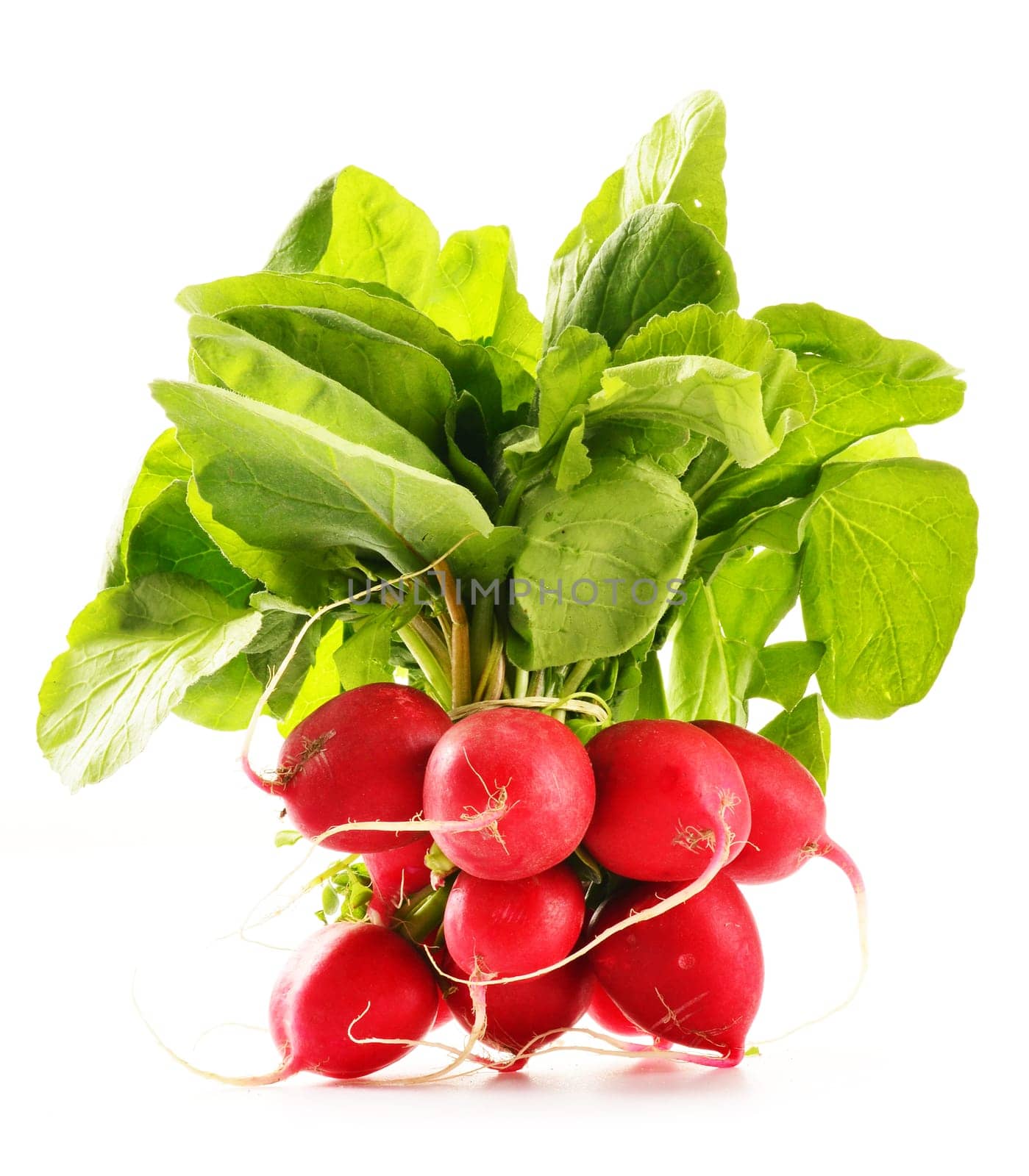 Bunch of radish isolated on white background