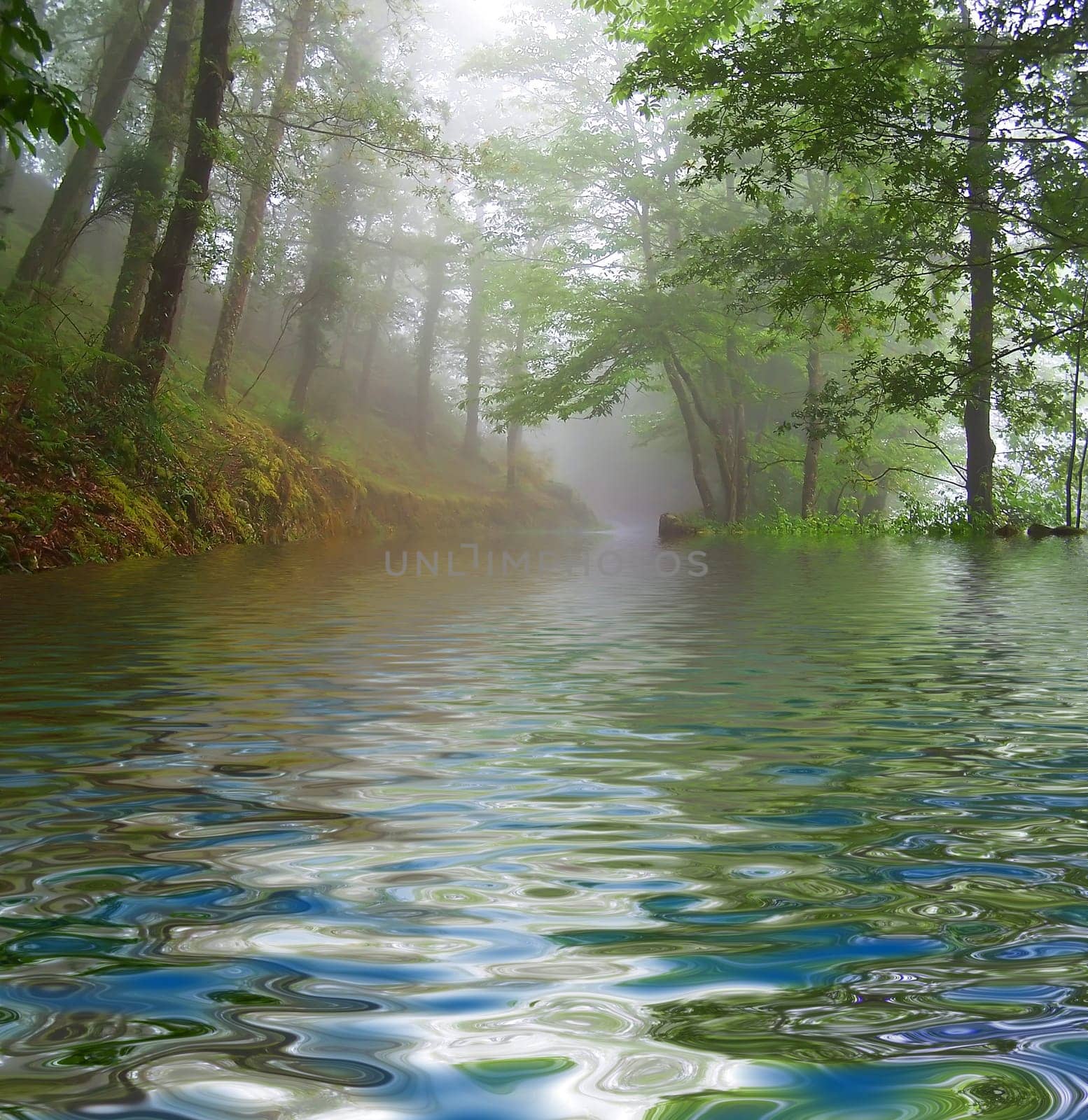 Forest fog in the portuguese national park