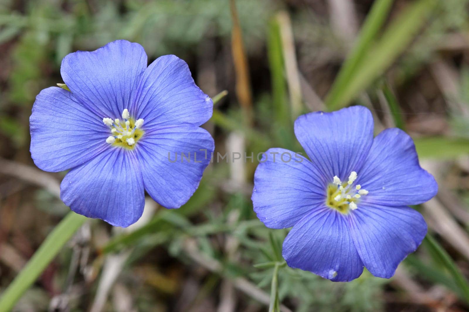 Linum,Leonii,Lein,Lorraine,Lorraine Flax,Linum leonii,very rare,threatened