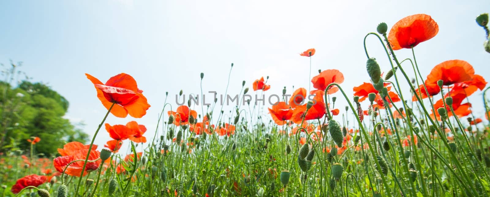 Fleurs - Coquelicots