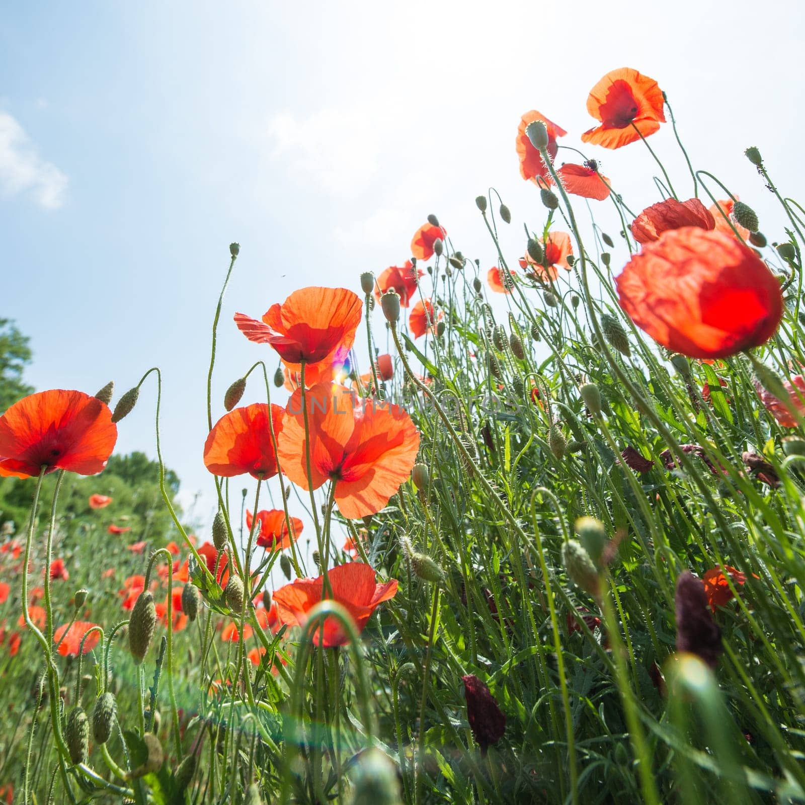 Fleurs - Coquelicots
