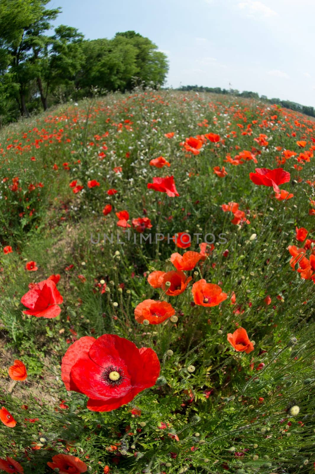 Fleurs - Coquelicots