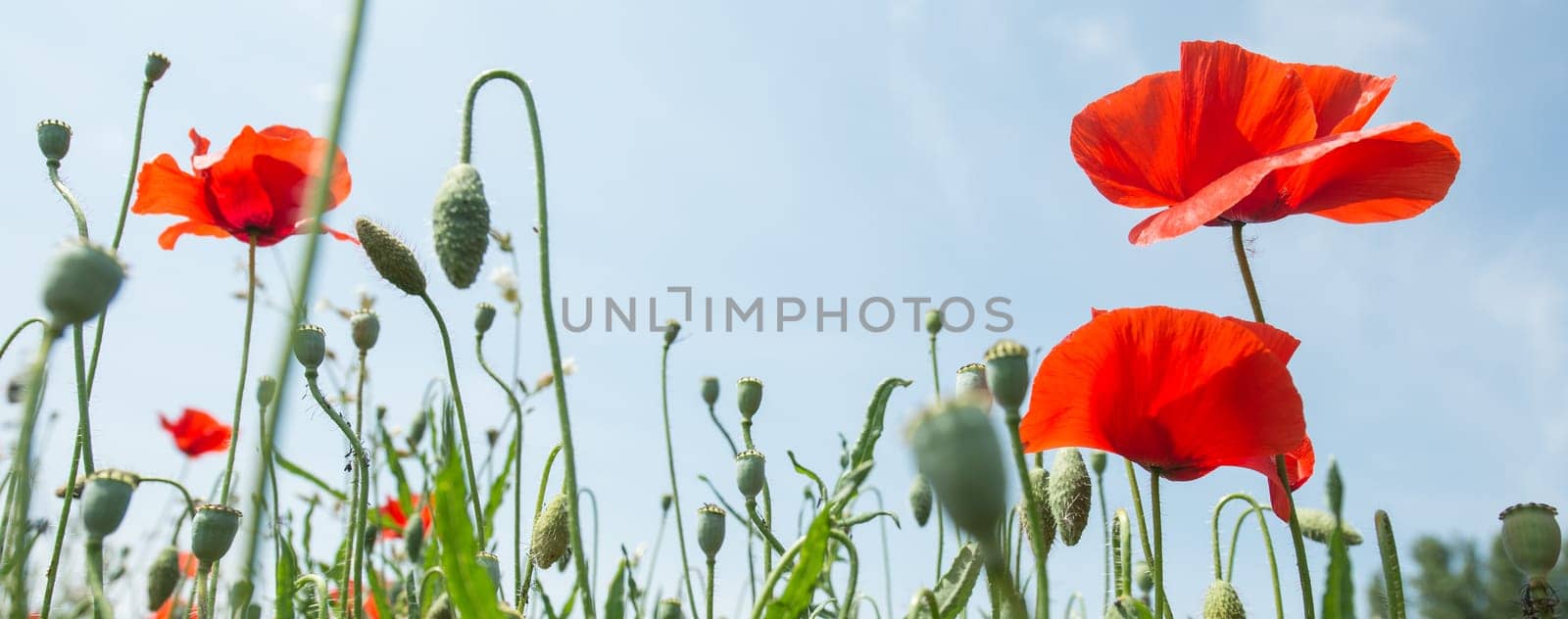 Fleurs - Coquelicots