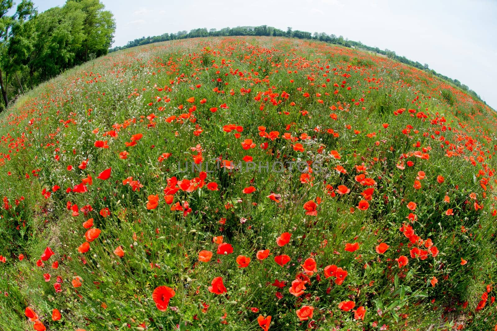 Fleurs - Coquelicots