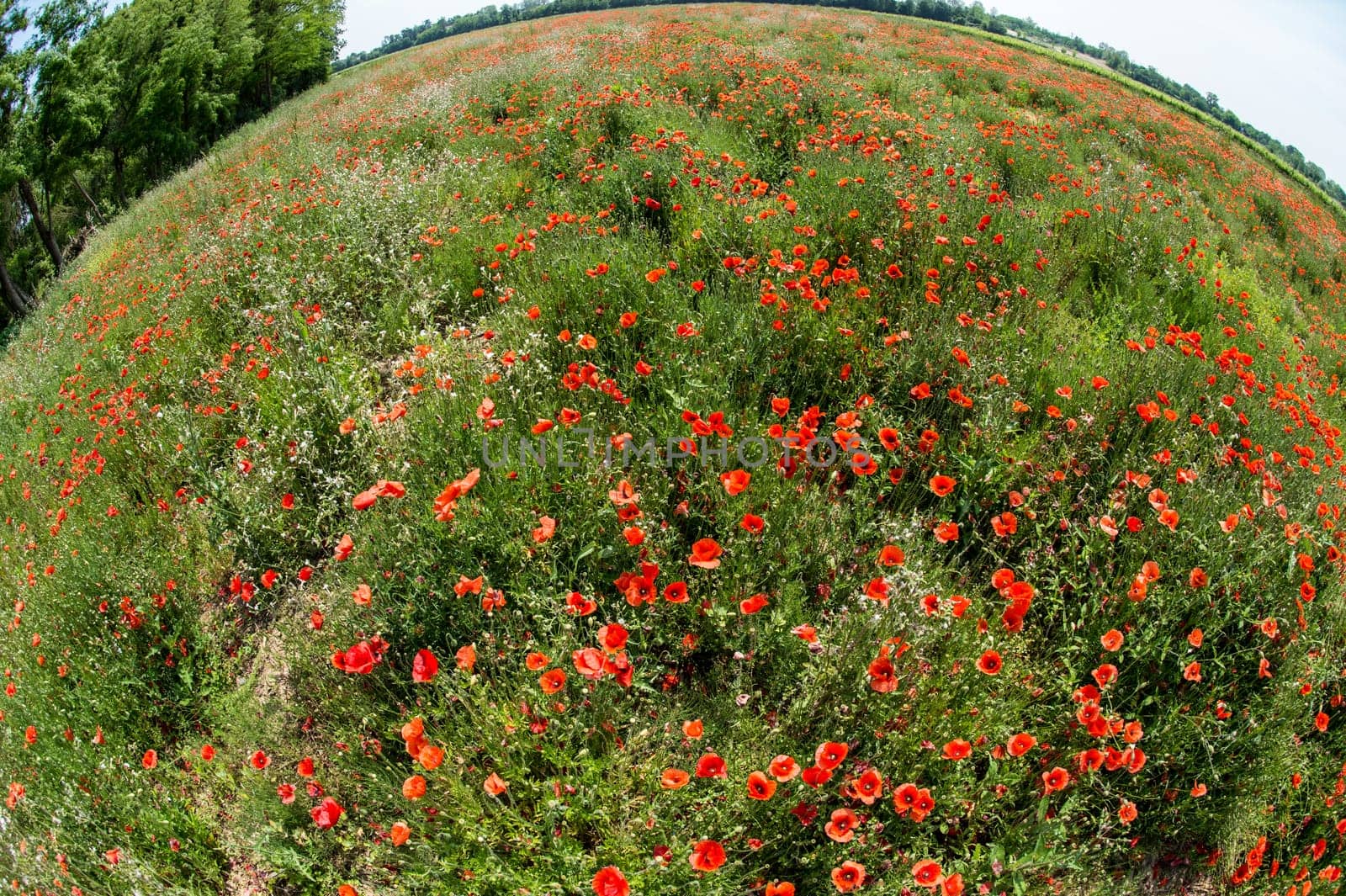 Fleurs - Coquelicots