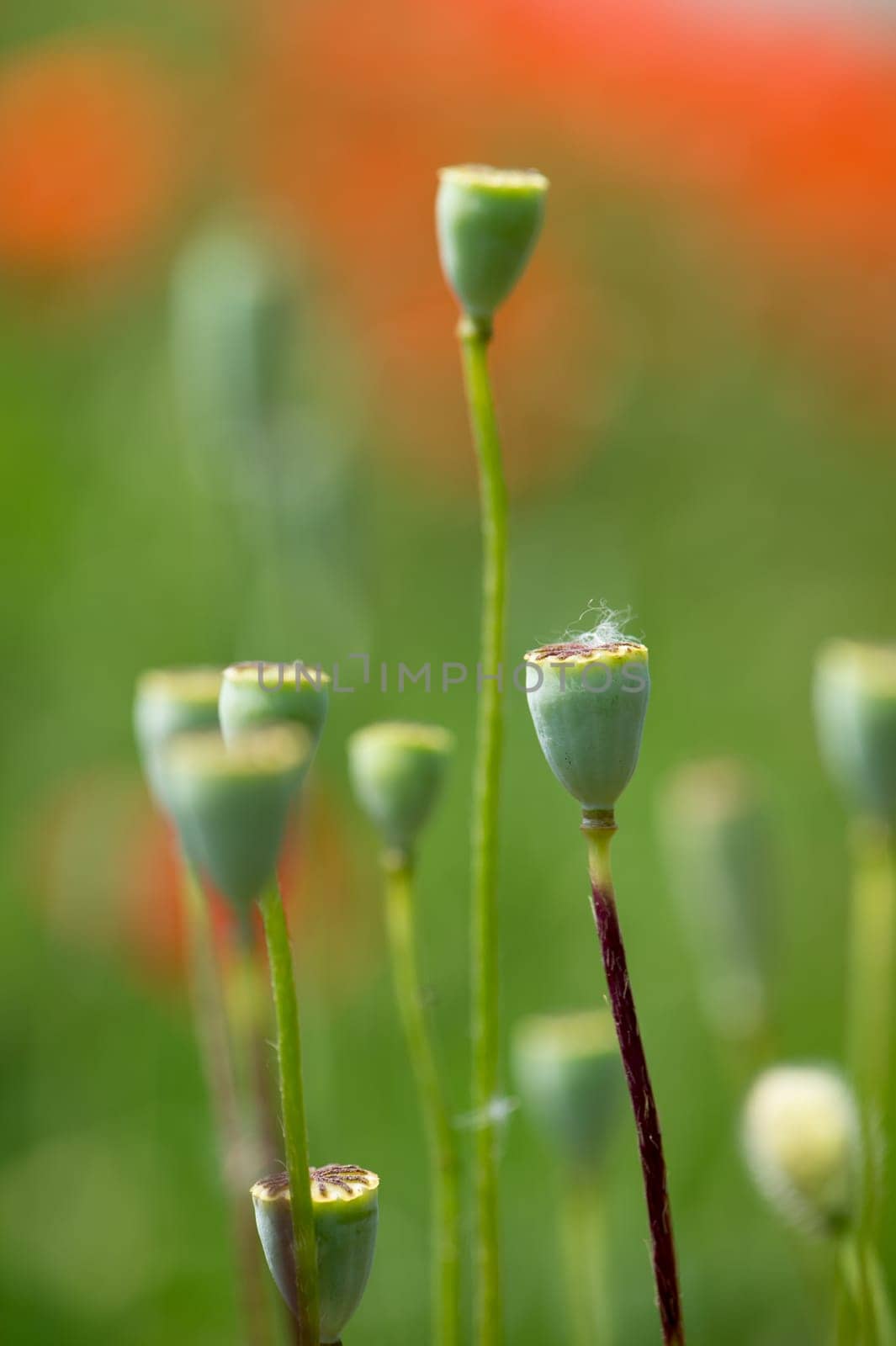 Fleurs - Coquelicots