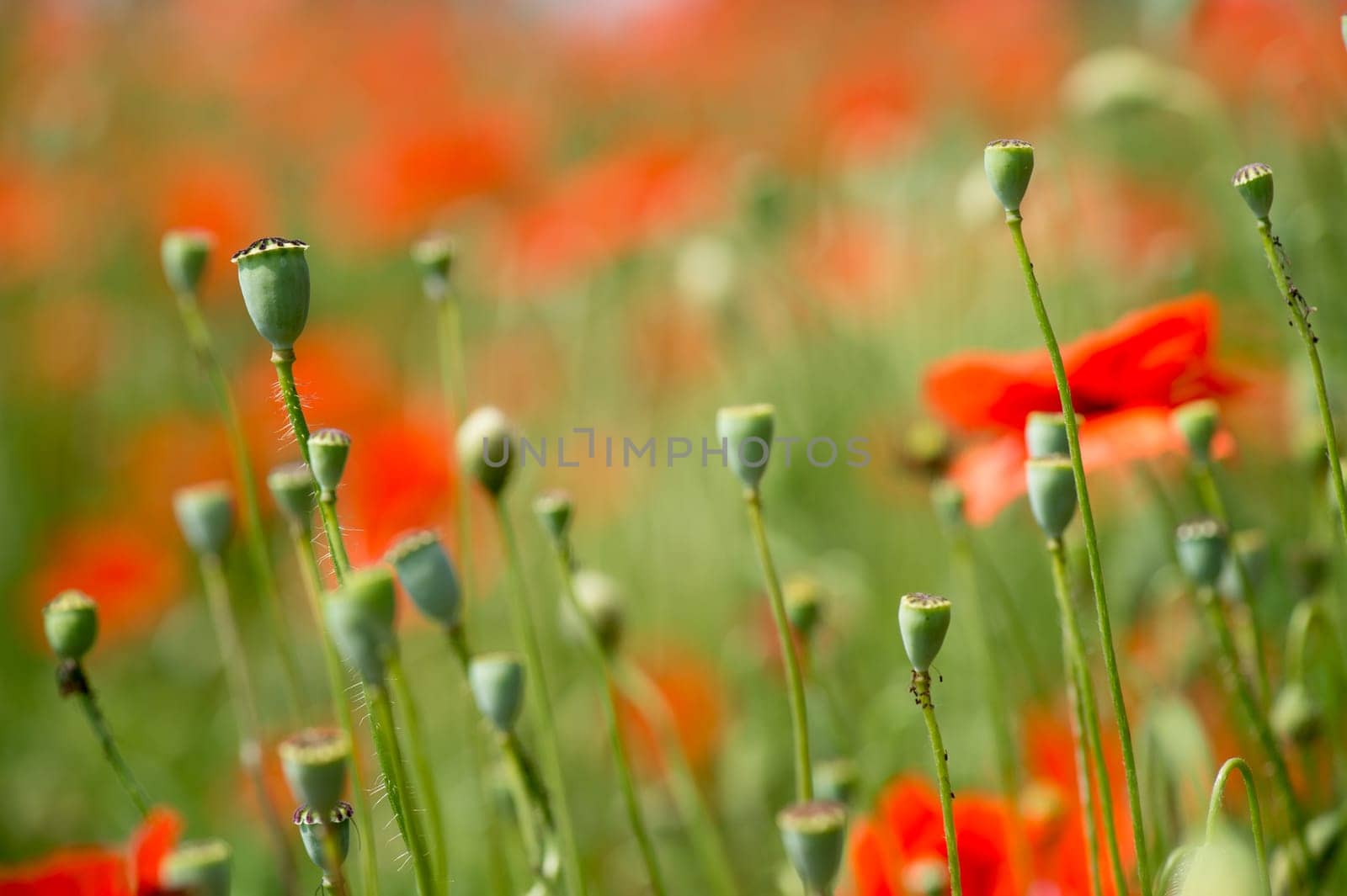 Fleurs - Coquelicots