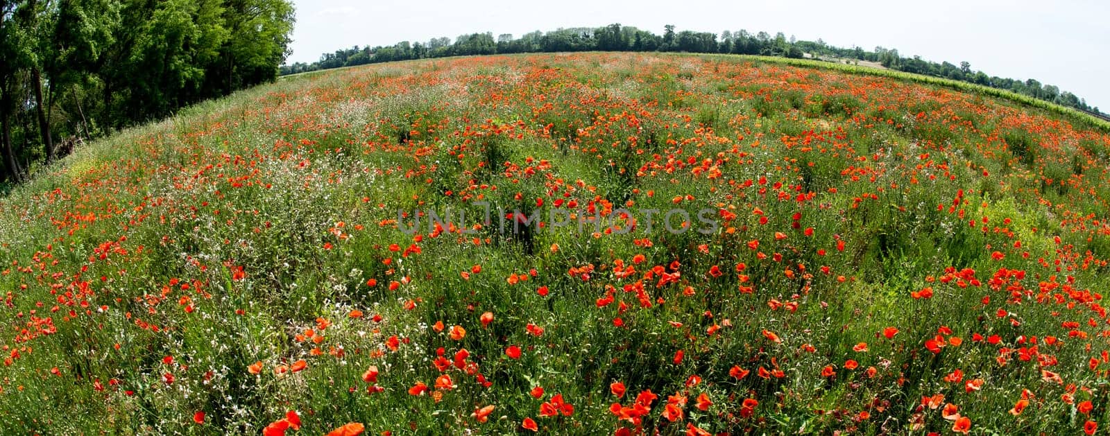 Fleurs - Coquelicots