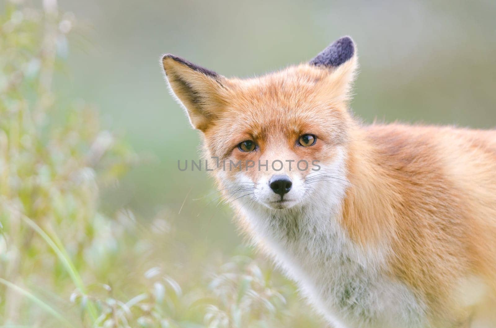 Portrait of a fox