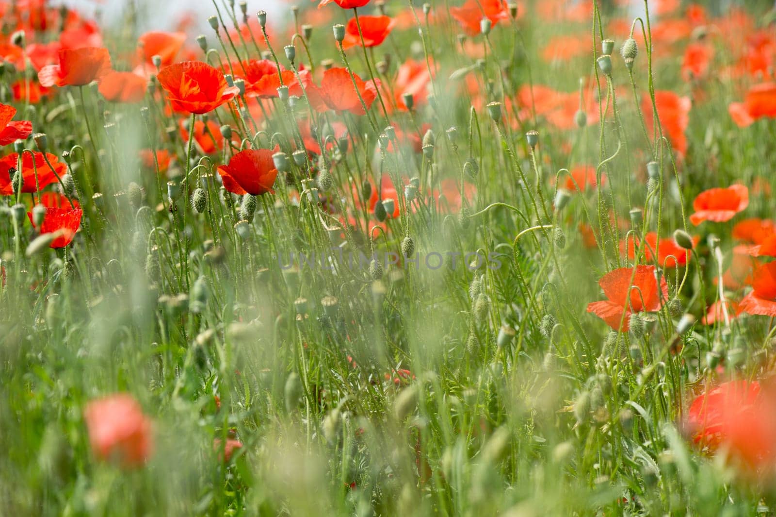 Fleurs - Coquelicots