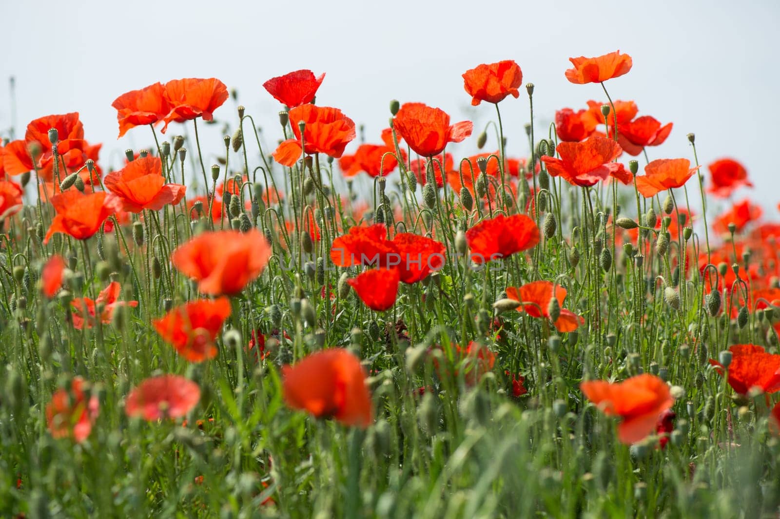 Fleurs - Coquelicots