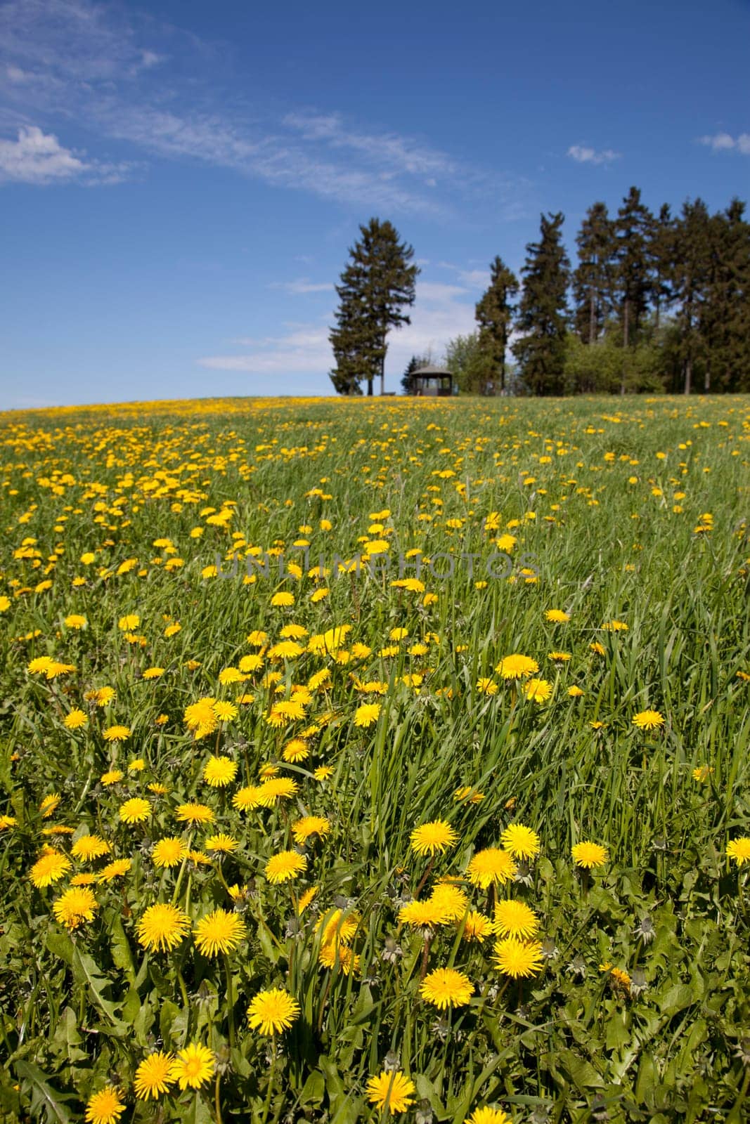 Meadow with dandelion and viewpoint near Bad Steben