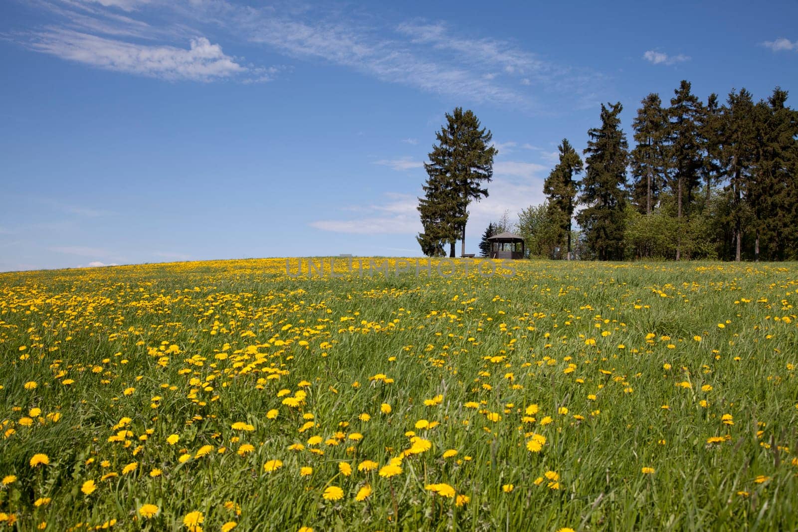 Meadow with dandelion and viewpoint near Bad Steben