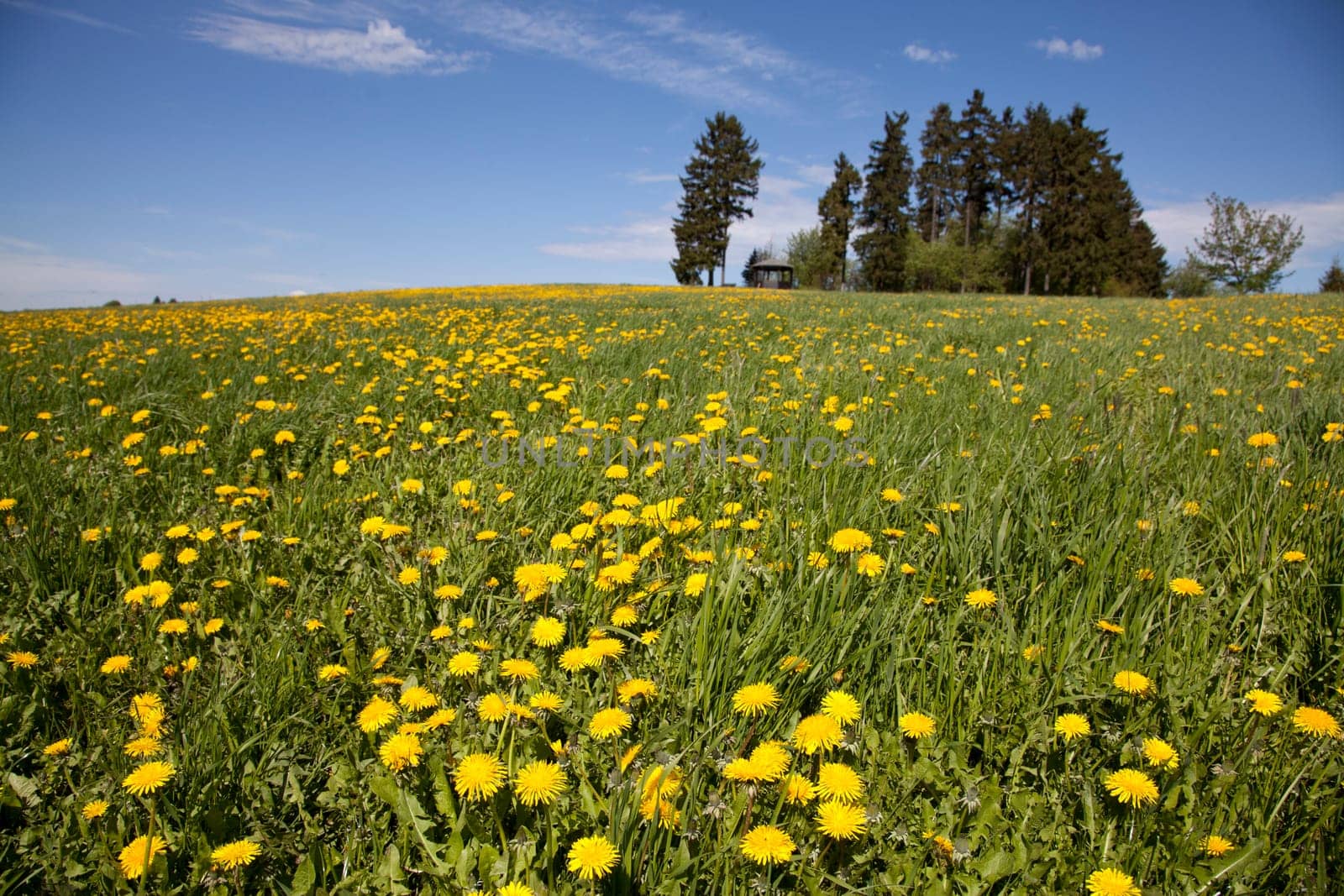 Meadow with dandelion and viewpoint near Bad Steben