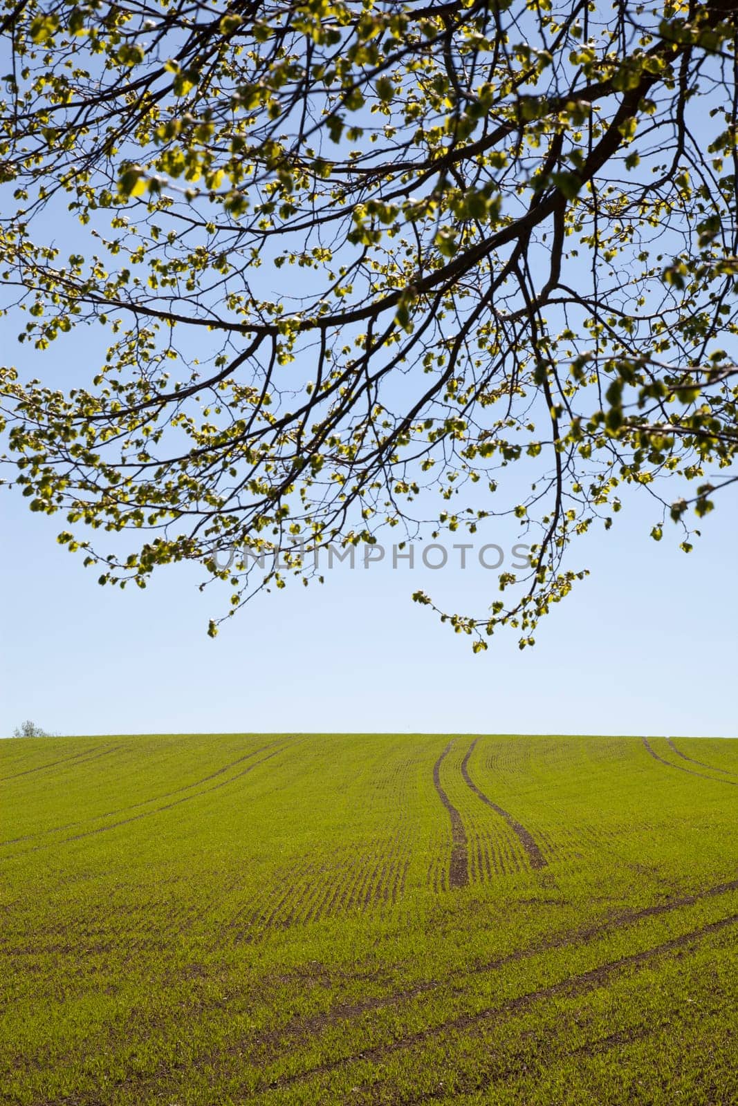 Sowing in the field