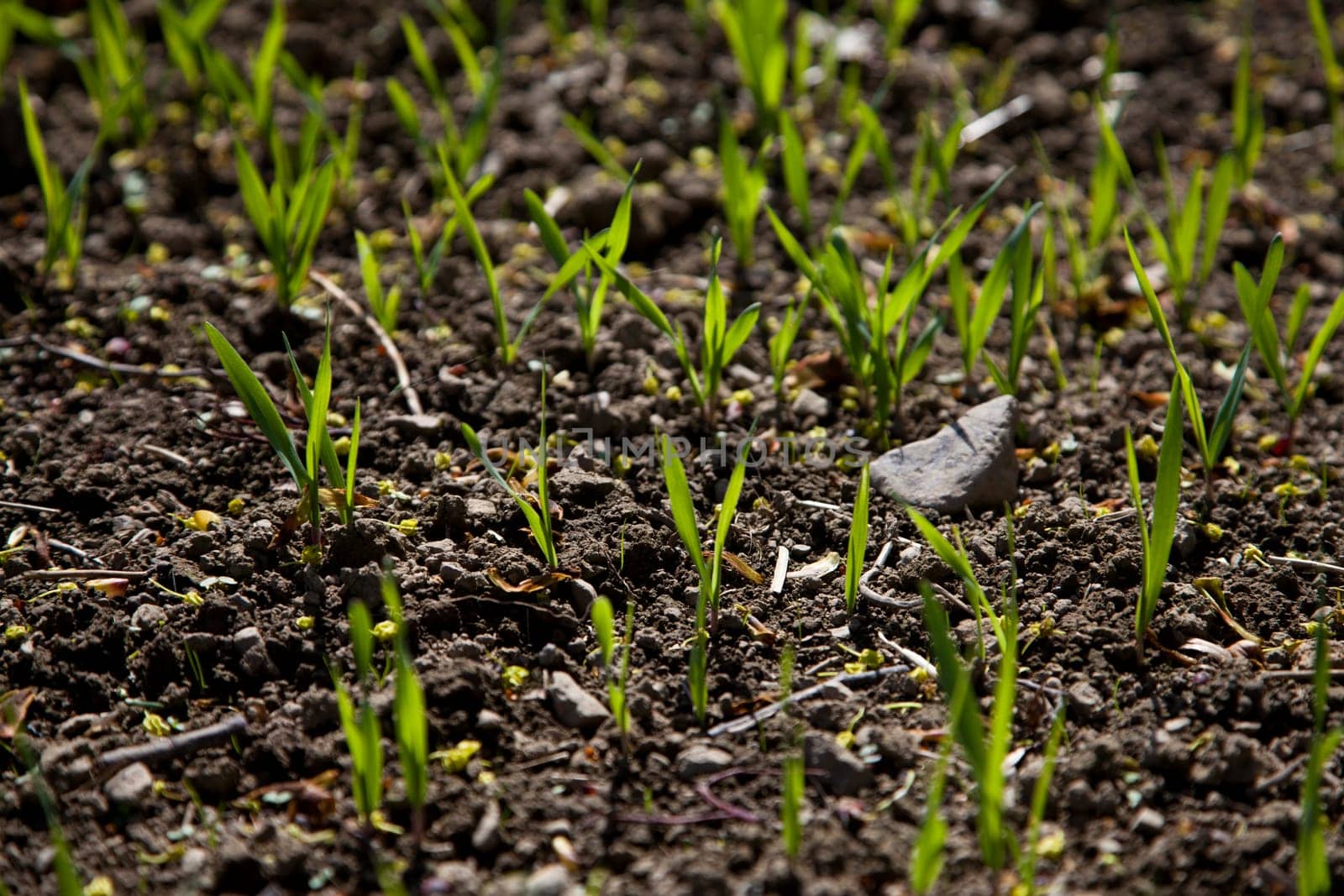 Plants grow in fields