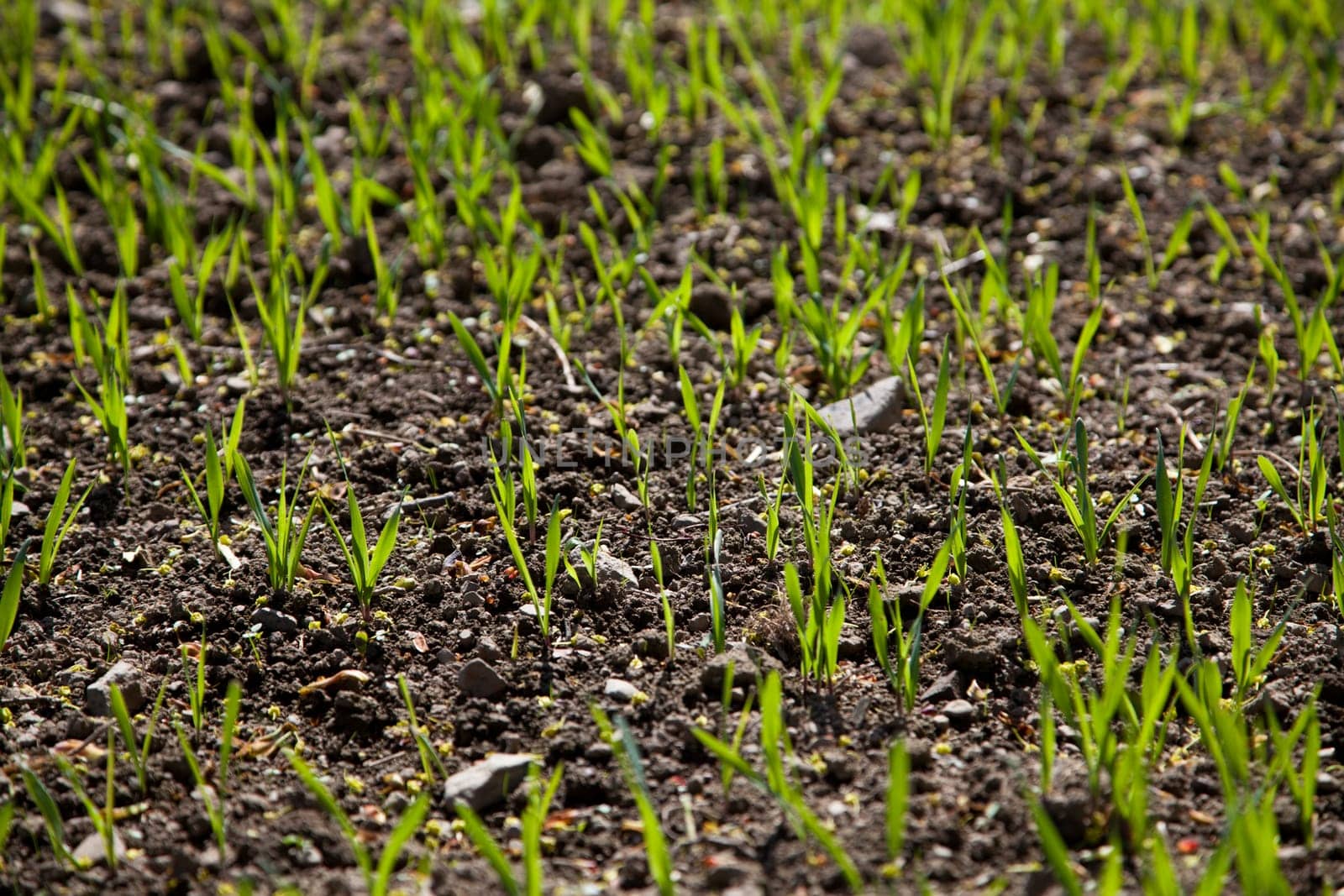 Sowing in the field