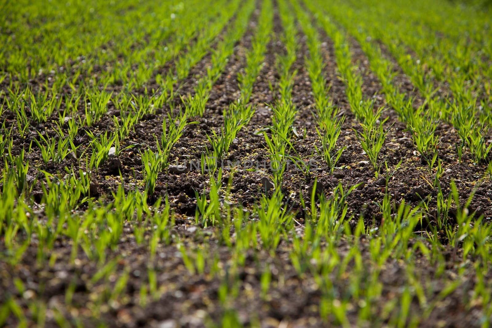 Rows of plants on fields