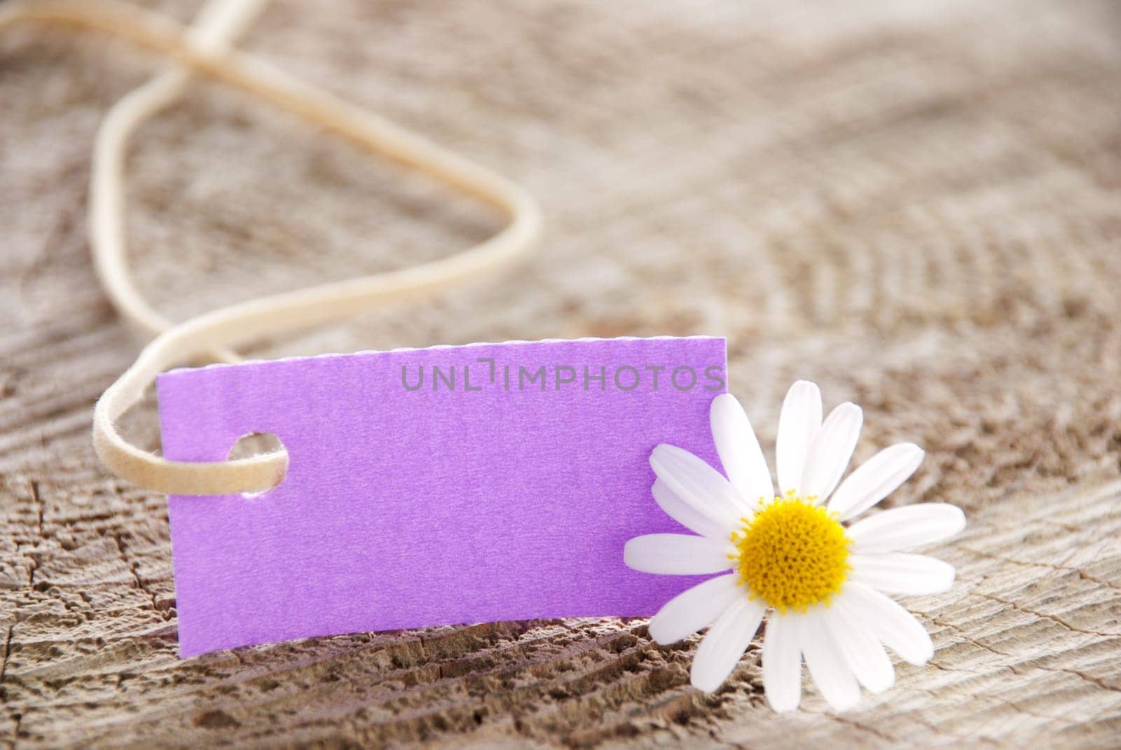 a purple banner with white marguerite flower on wooden background
