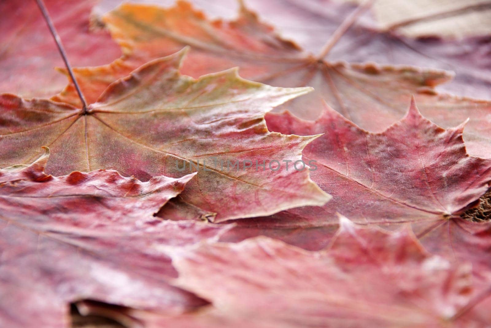 some colorful autumn leaves like red maples as background