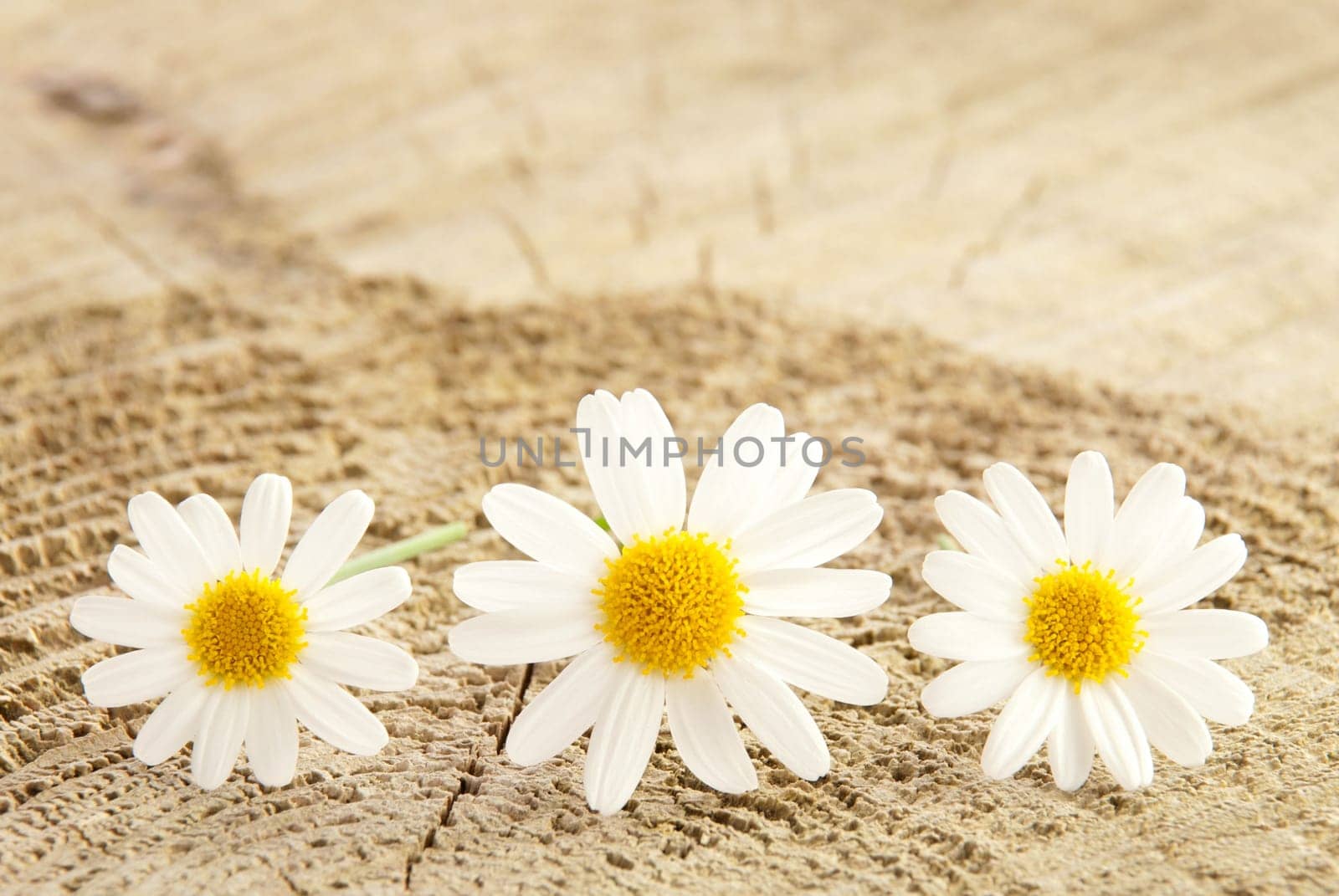 three marguerite blossoms on wood as background