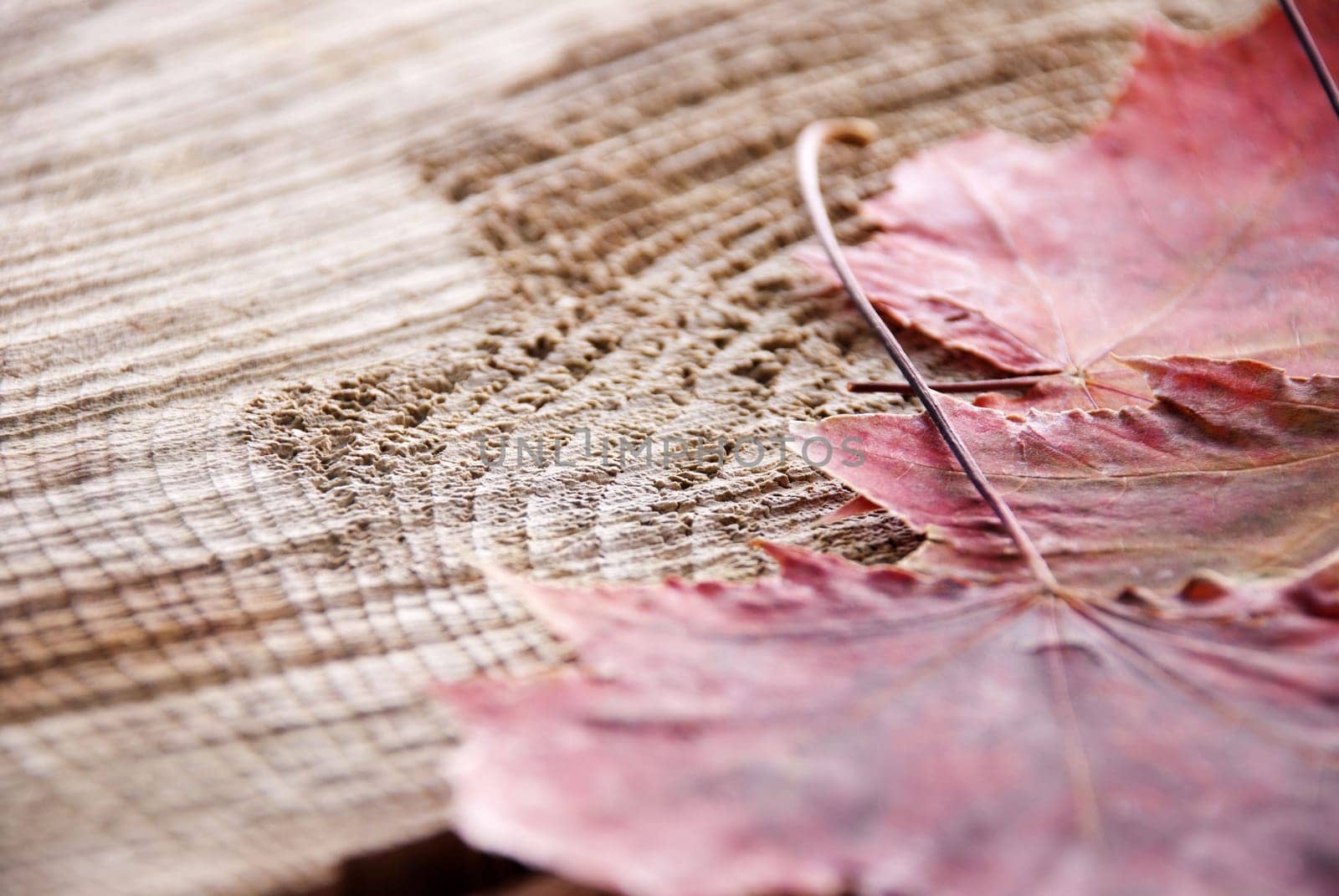autumn leaves with a piece of wood as background