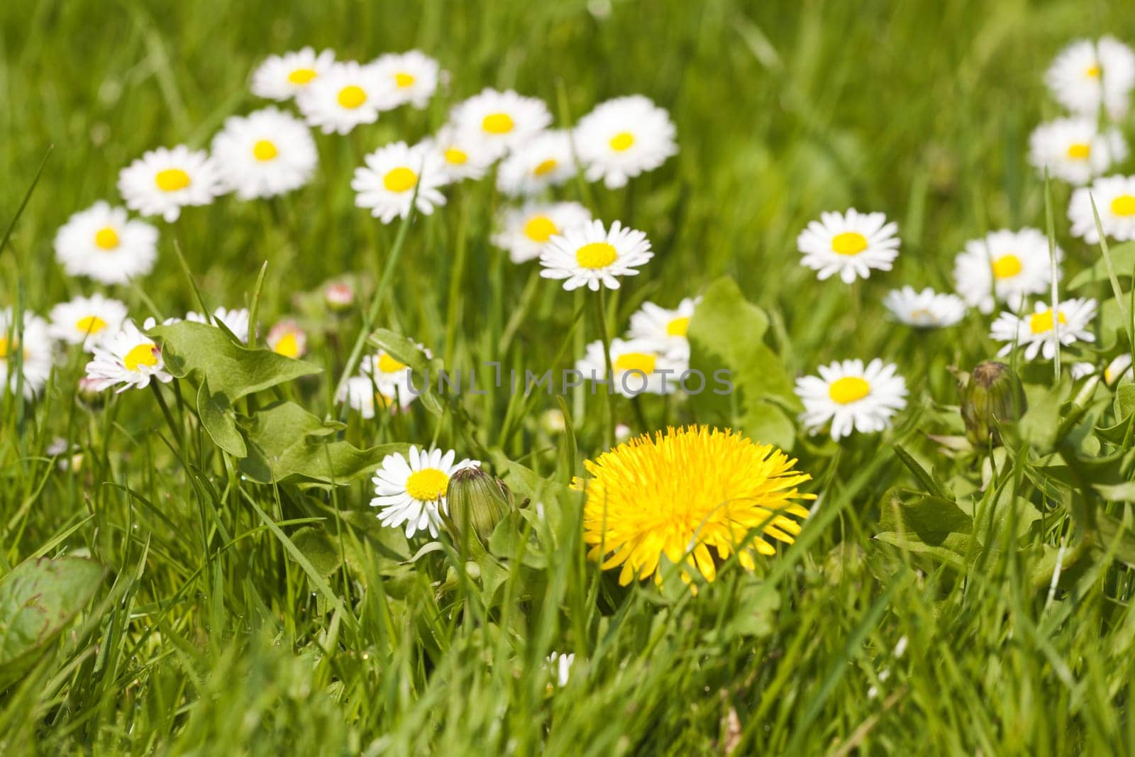 Many daisies and a dandelion flower in a spring meadow
