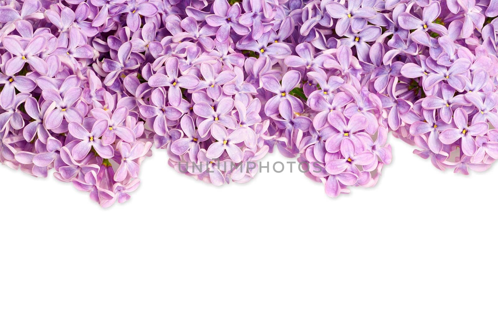 Lilac branch background isolated against white background