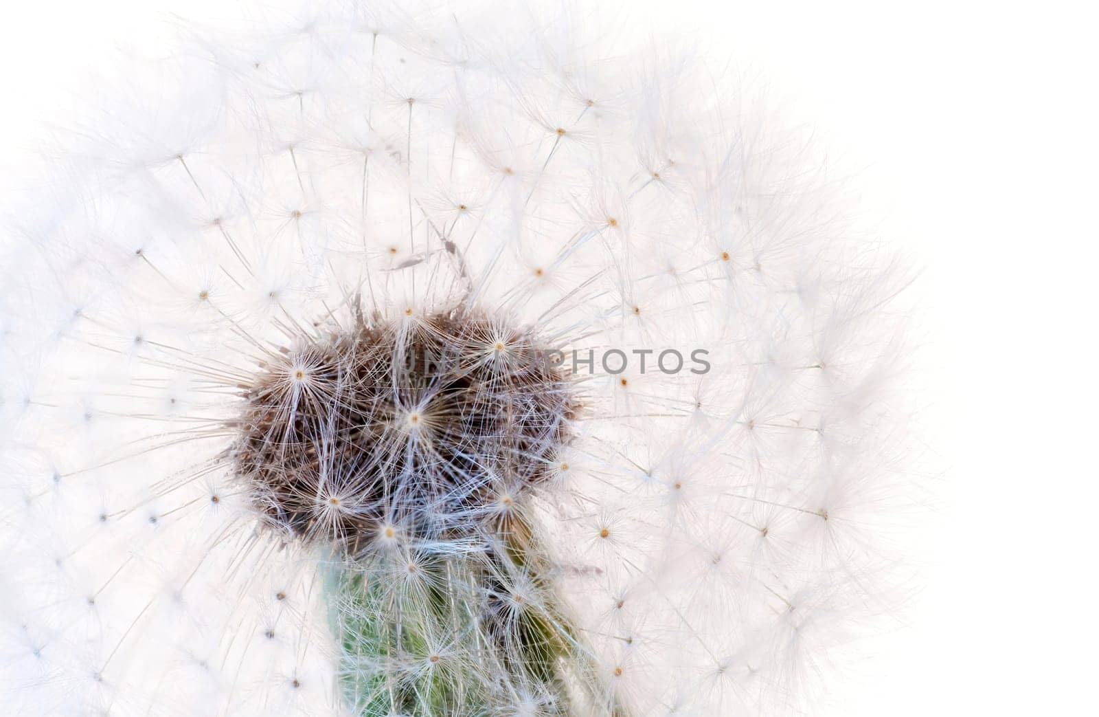 Close-up of a whole dandelion against a white background
