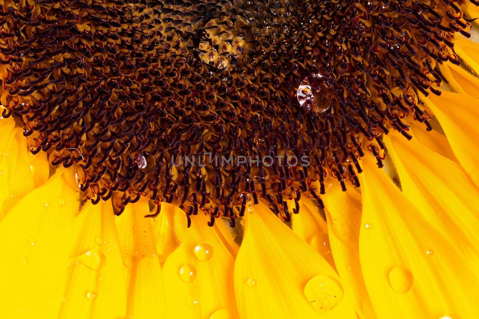 Macro image of a sunflower with water droplets