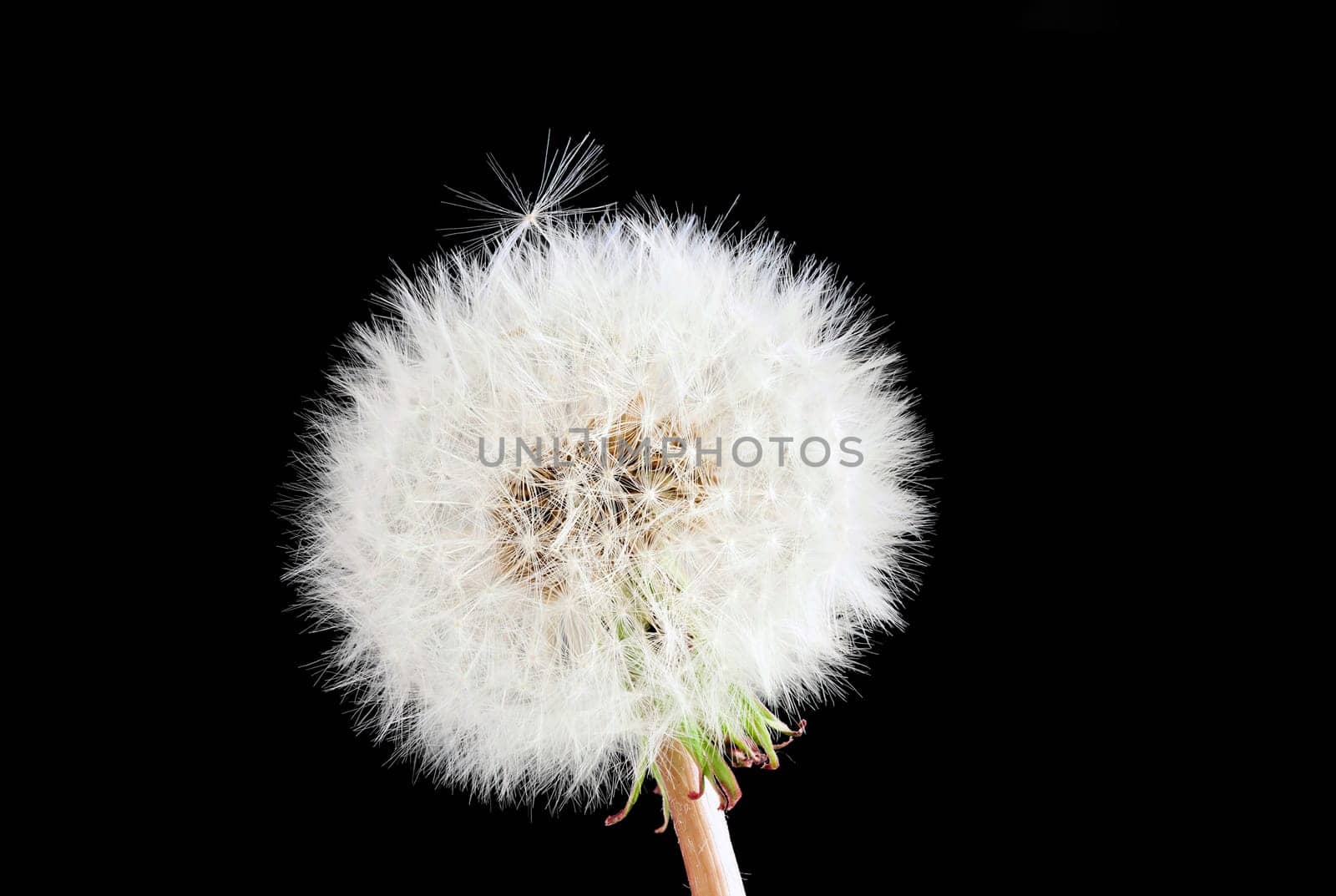 Close-up of a whole dandelion against a black background