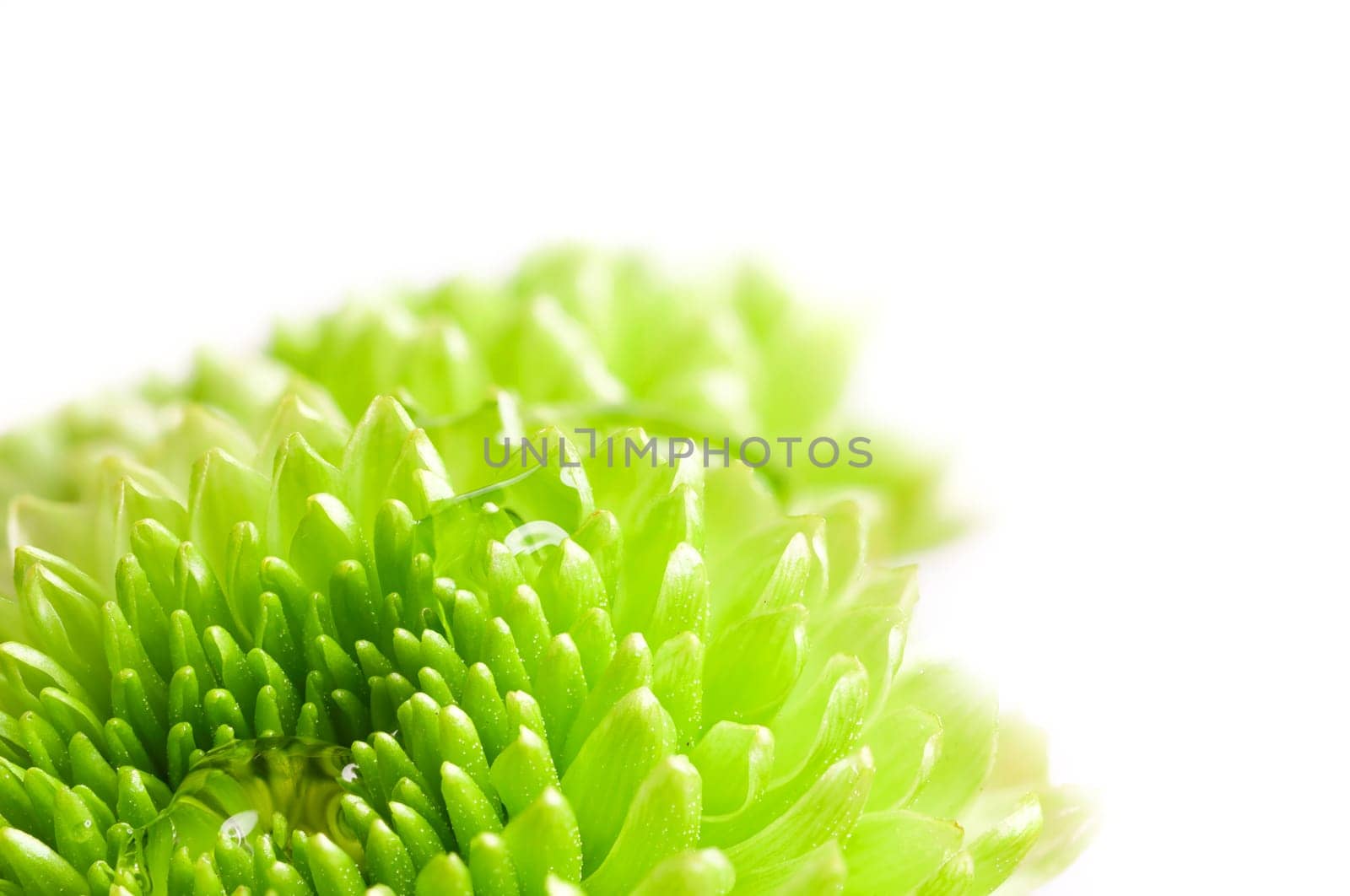 Macro image of a green chrysanthemum flower with water drops