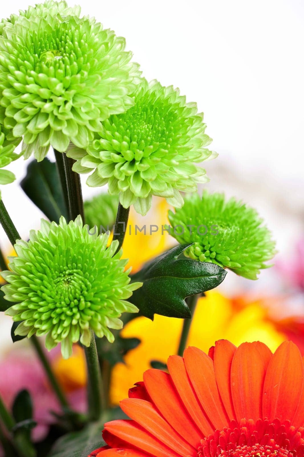 Close-up of beautiful green chrysanthemums "Green Button"" in a spring bouquet"