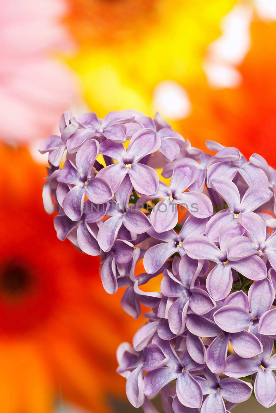Lilac bush branch in front of colorful flowers in the garden