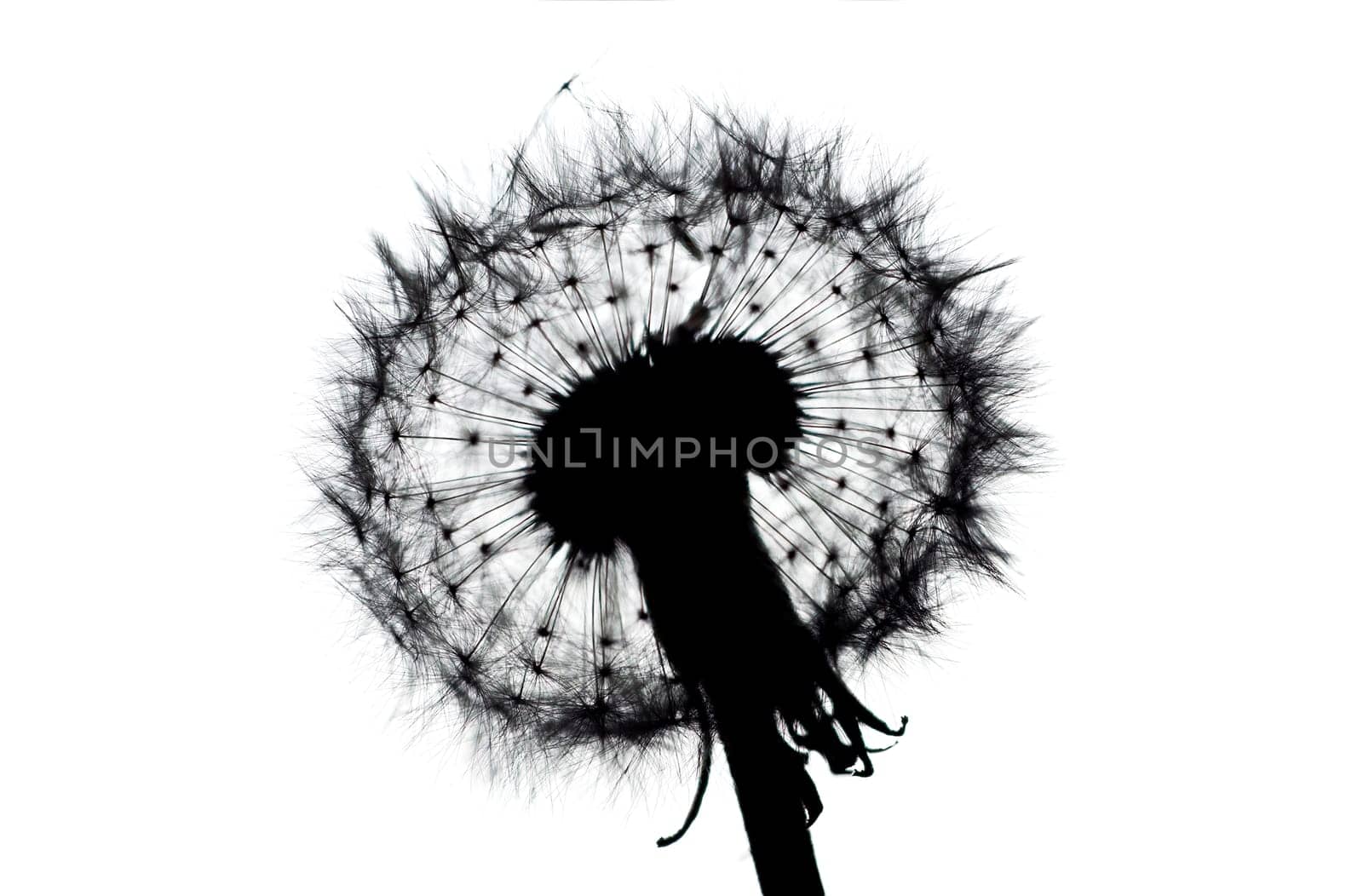 Close-up of a dandelion backlit against a white background