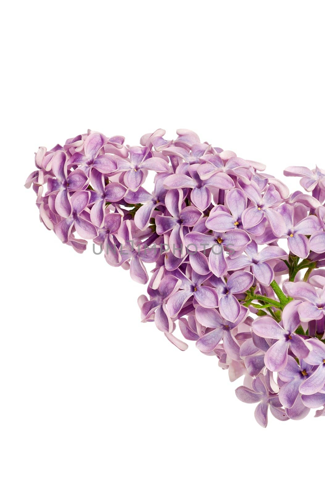 Branch of a lilac bush with large depth of field isolated against a white background